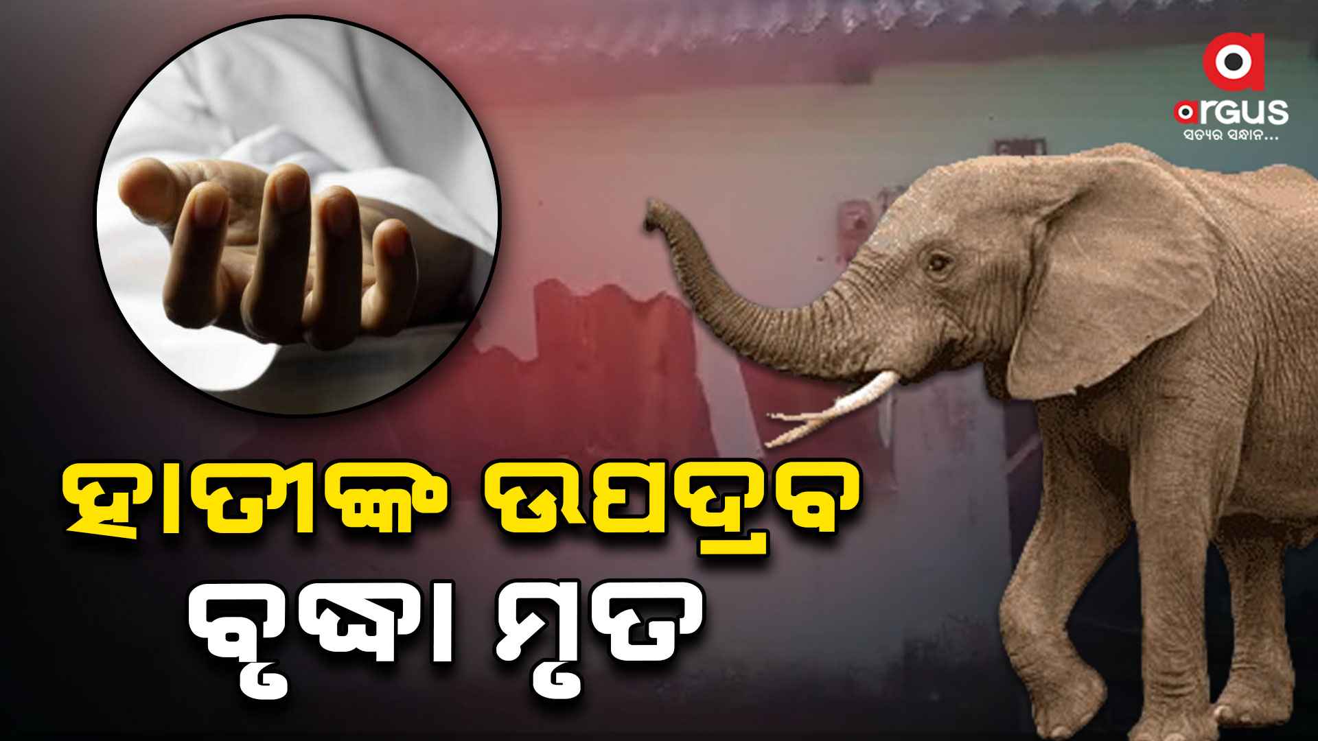 ପୁଣି ଦନ୍ତା ହାତୀଙ୍କ ଉନ୍ମୋତ୍ତକାଣ୍ତ , କାନ୍ଥ ଚାପି ହୋଇ ବୃଦ୍ଧା ମୃତ