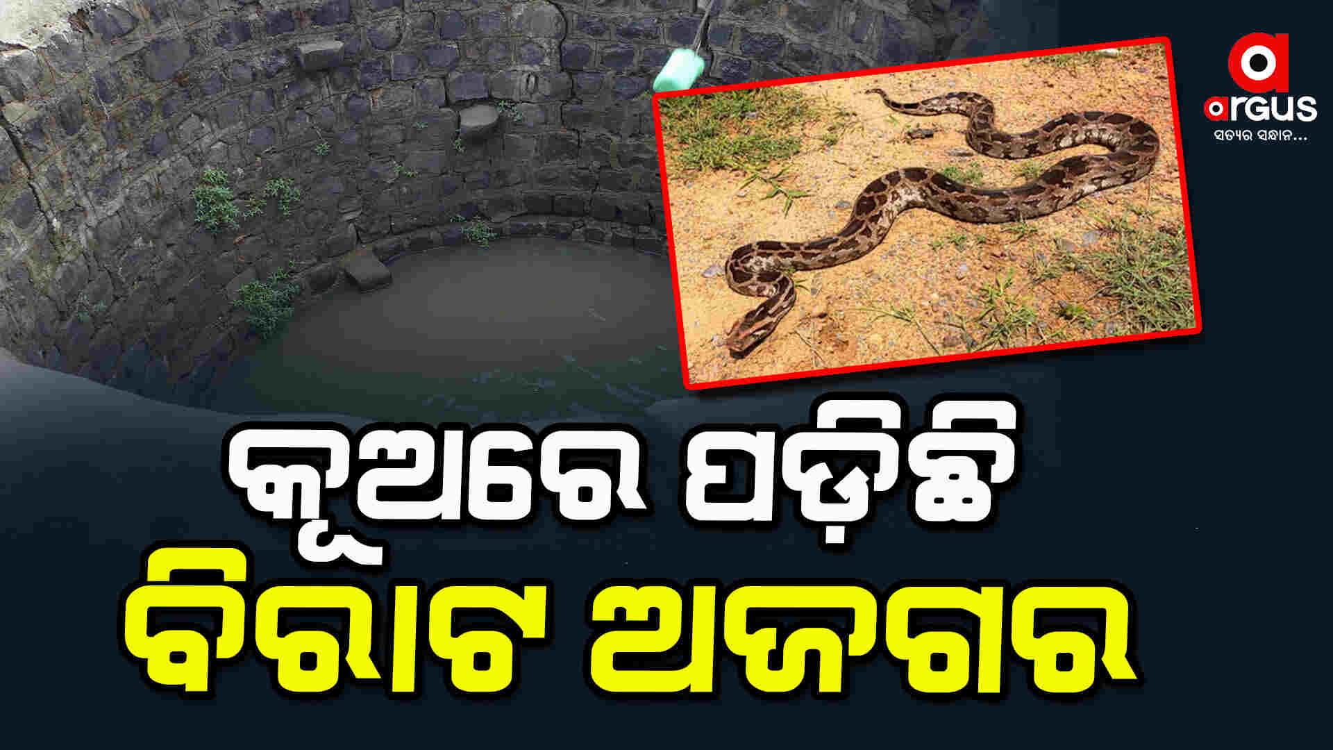 ଅଜଗର ସାପର ଜୀବନ ବଞ୍ଚାଇବାକୁ ଉଦ୍ୟମ