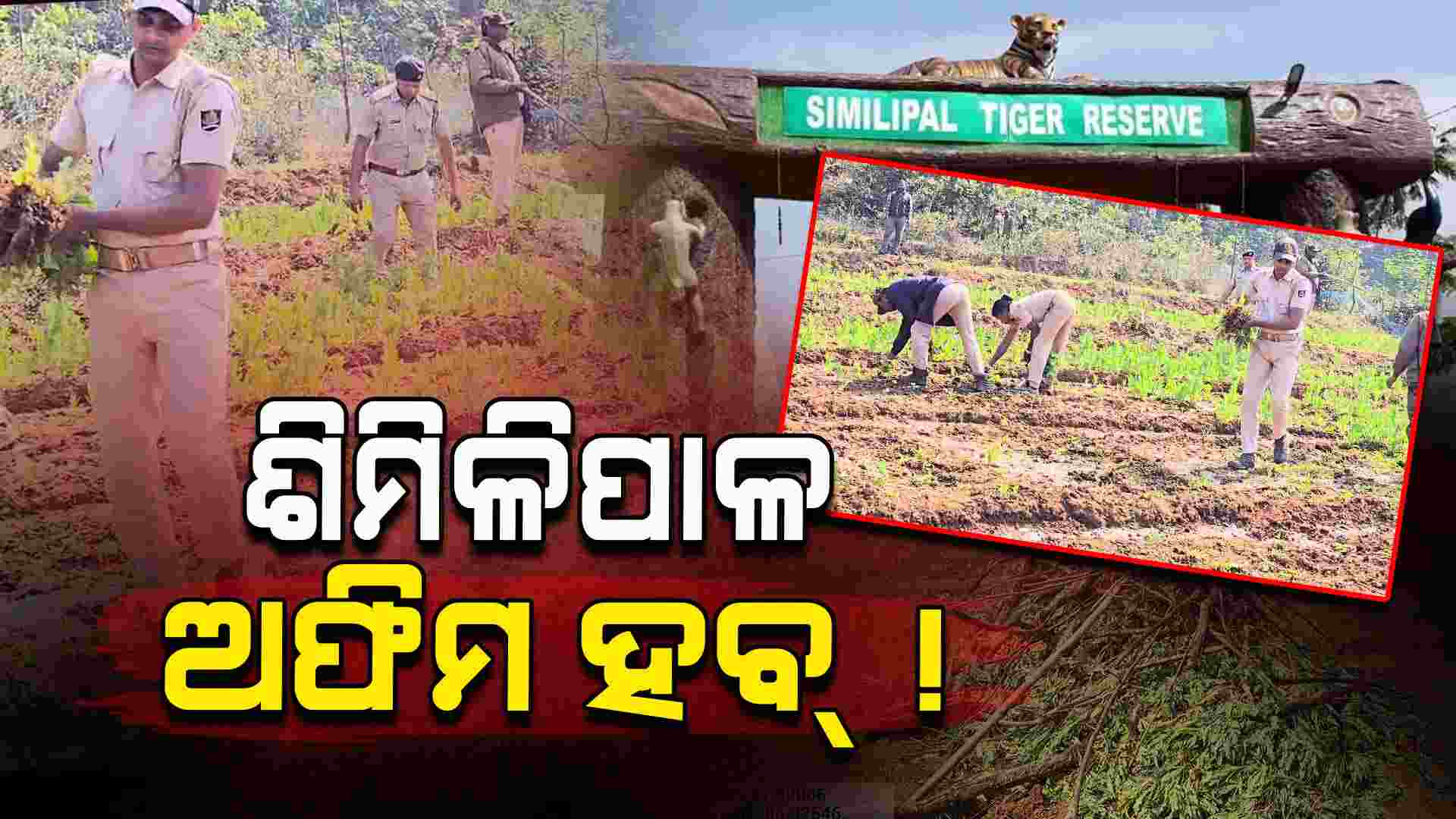 ଯୁଆଡ଼େ ଦେଖିବ ଖାଲି ଅଫିମ ଚାଷ, ହେଲେ ପୋଲିସକୁ ଦିଶୁନି !