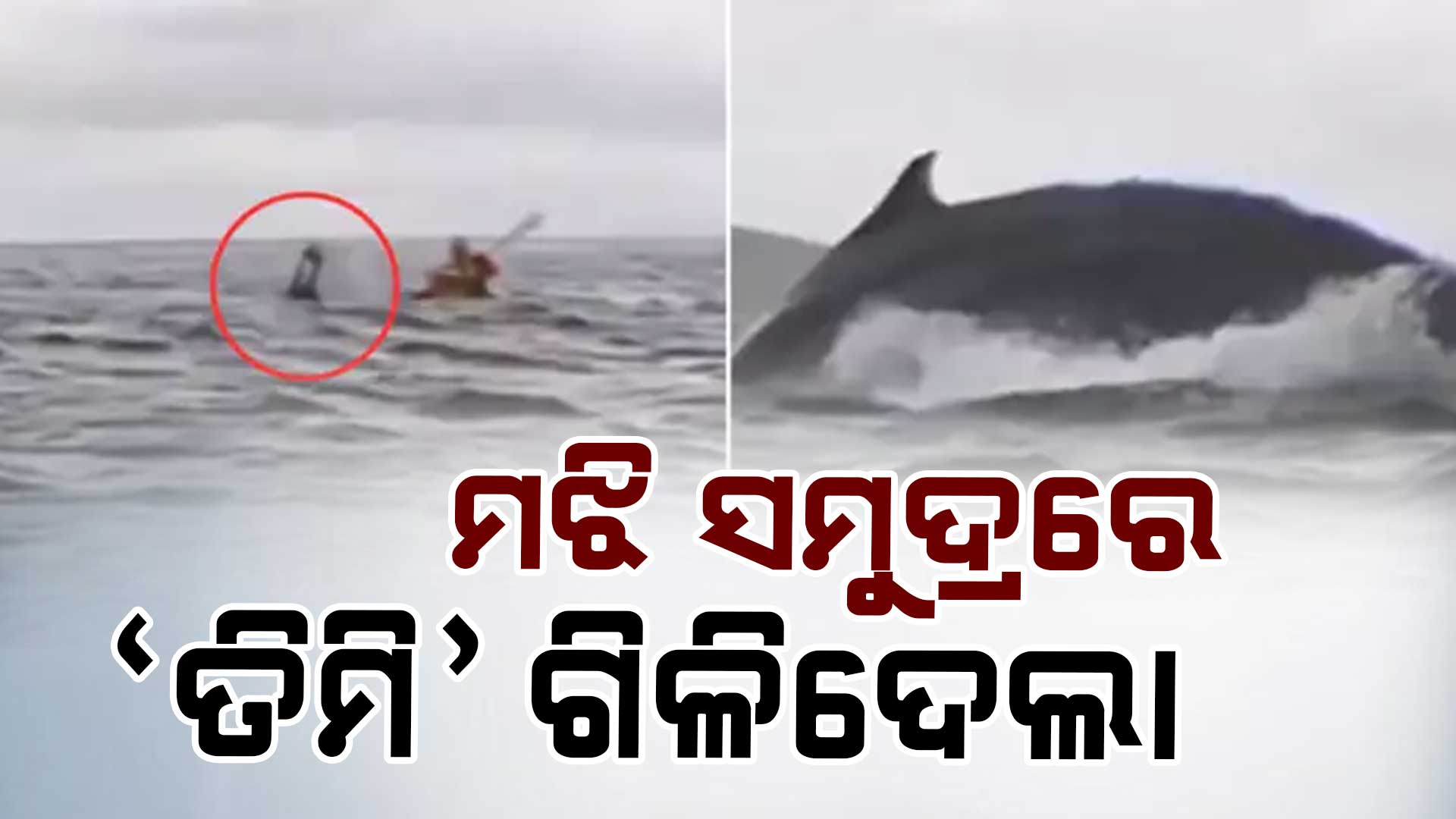 ସମୁଦ୍ରରେ ବୋଟିଂ ବେଳେ ଯୁବକଙ୍କୁ ଗିଳିଦେଲା 'ତିମି', ପୁଣି ଏମିତି ହେଲା ଚମତ୍କାର