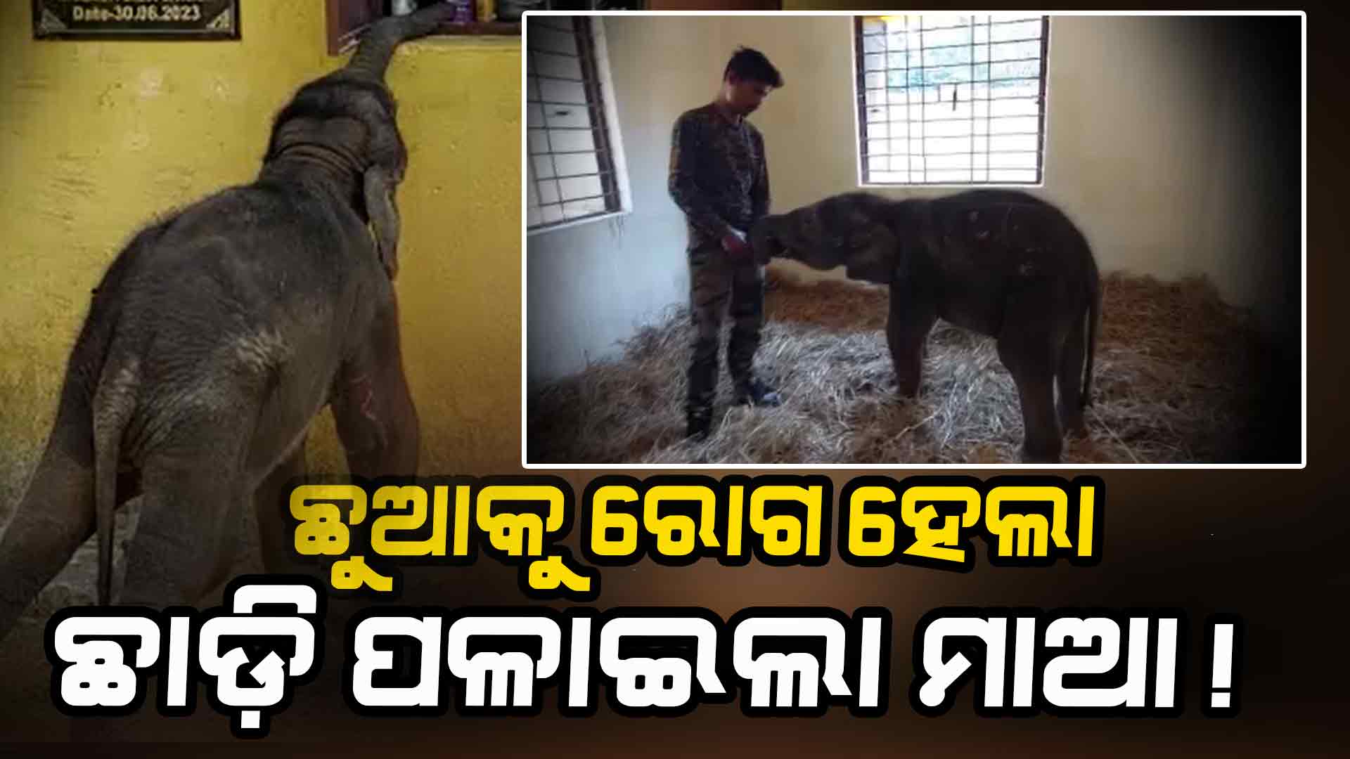 ରାମୁ ଡାକିଲେ ଚାହୁଁଛି... ଭୋକ ହେଲେ ଇଶାରା ଦେଉଛି, ଖାଉଛି ସେରଲାକ୍, ଲାକ୍ଟୋଜିନ୍...