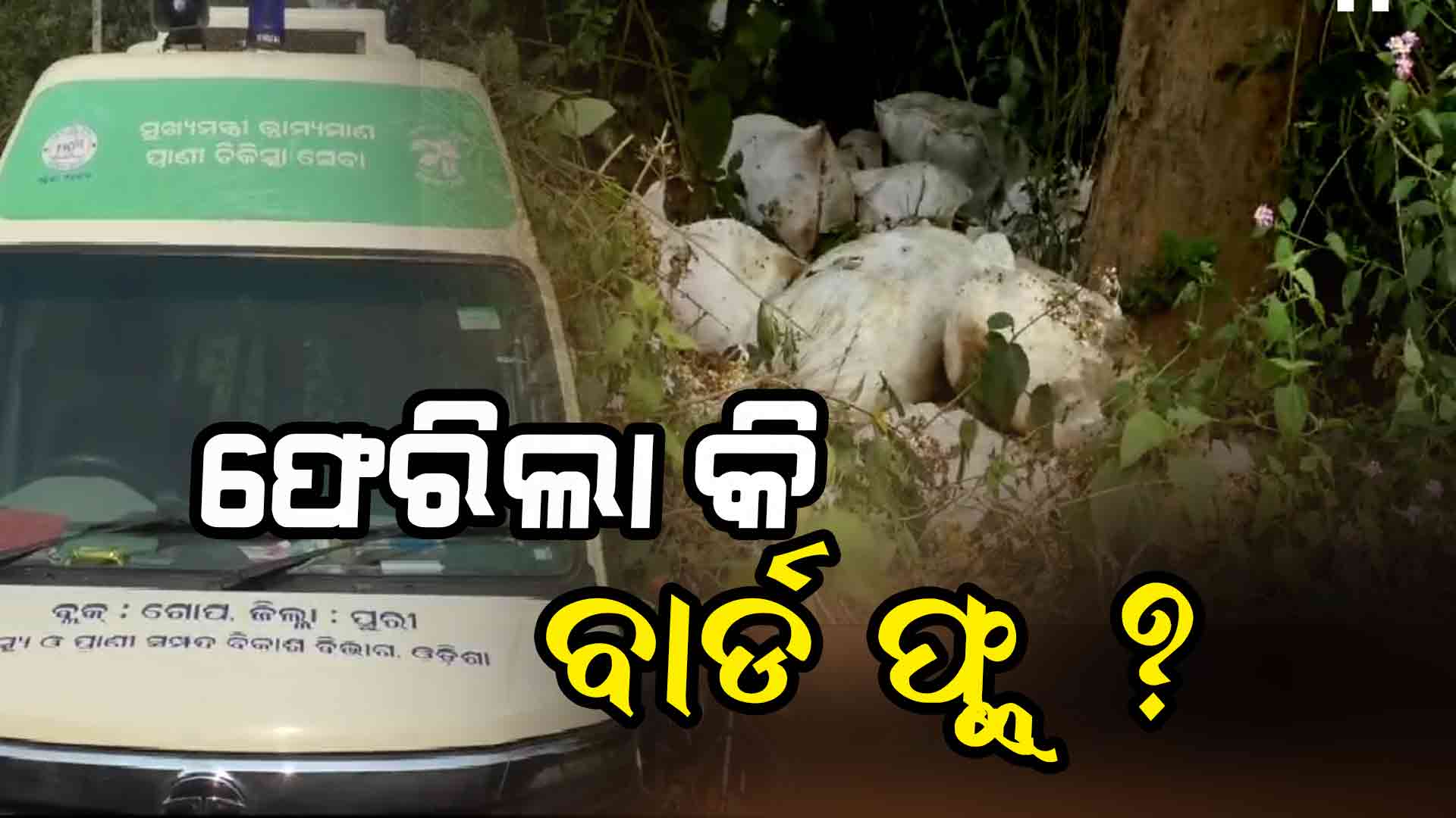 ପୁଣି ବାର୍ଡ ଫ୍ଲୁ ଡର ! ଶହ ଶହ ମଲା କୁକୁଡ଼ାଙ୍କୁ ବସ୍ତାରେ ବାନ୍ଧି ନଦୀ ବନ୍ଧରେ ଫିଙ୍ଗିଦେଲେ