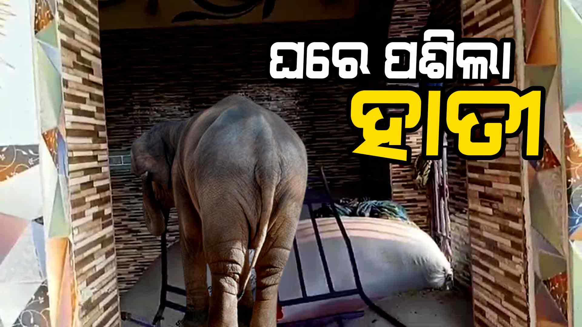 ଘରେ ପଶିଲା ହାତୀ: ଗ୍ରିଲ ଭାଙ୍ଗି ଖାଇଲା ଧାନ