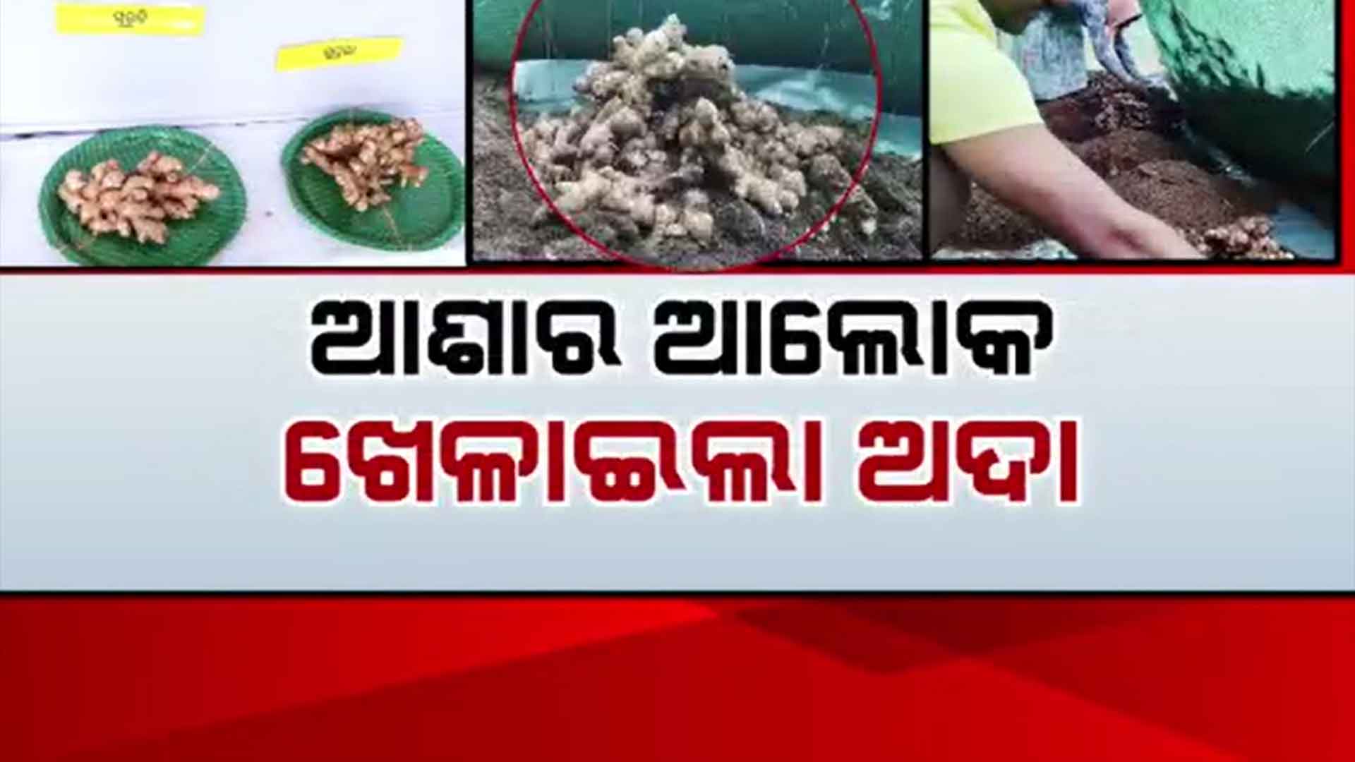 ଅଦା ଚାଷ କରିବ ଦୁର୍ଗମବାସୀଙ୍କୁ ସ୍ୱାବଲମ୍ବୀ