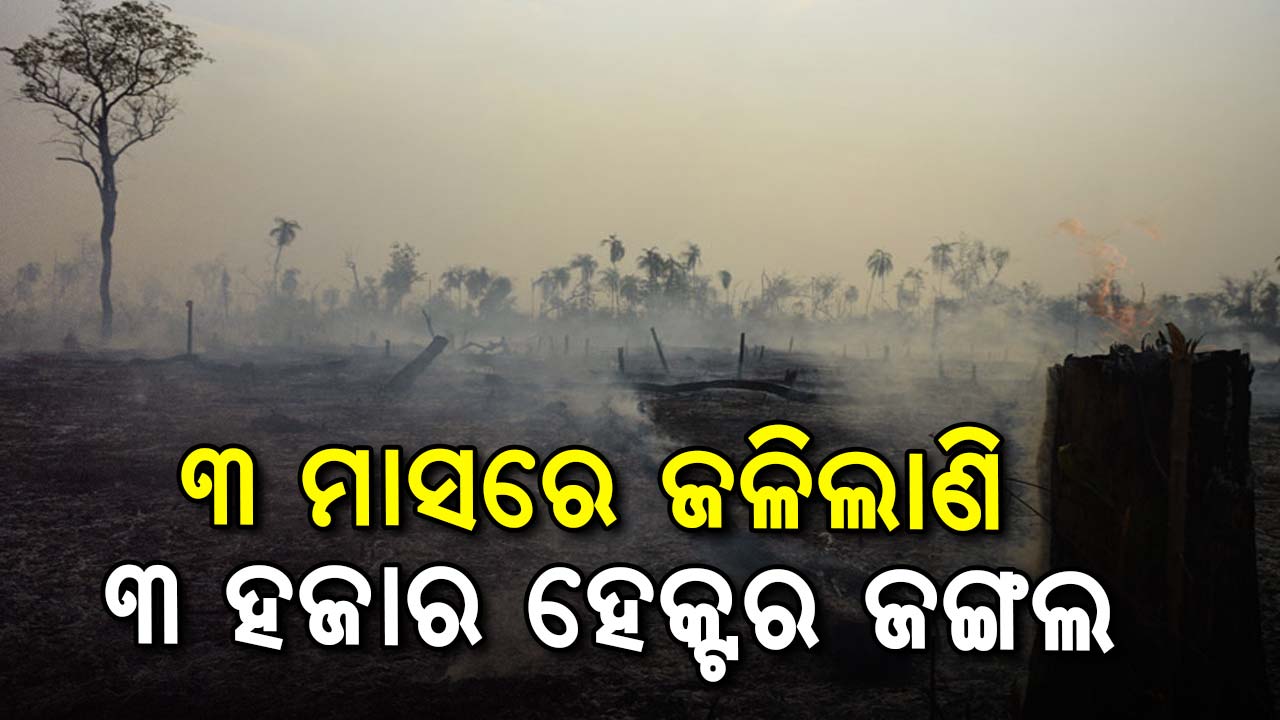 ଜଳୁଛି ଜଙ୍ଗଲ ! ବିଧାନସଭାରେ ସାଂଘାତିକ ତଥ୍ୟ ରଖିଛନ୍ତି ଜଙ୍ଗଲ ଓ ପରିବେଶ ମନ୍ତ୍ରୀ