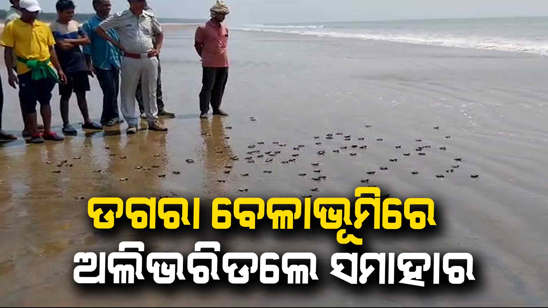 ଡଗରା ବେଳାଭୂମିରେ ଆଜି ଛଡ଼ାଗଲା ୧୧୫ ଅଲିଭରିଡଲେ