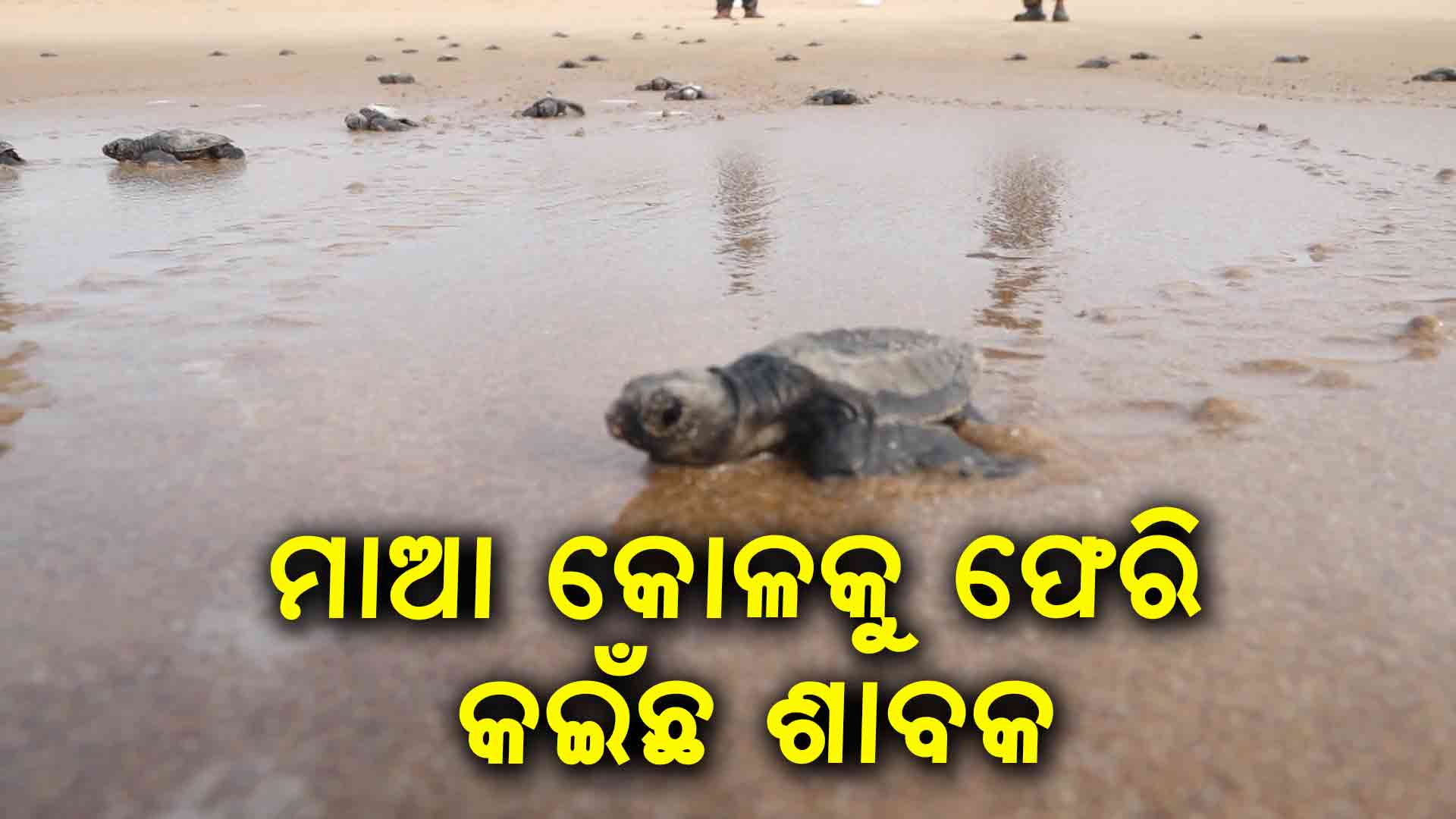 ଭଗବାନଙ୍କ ଅପୂର୍ବ ସର୍ଜନା...