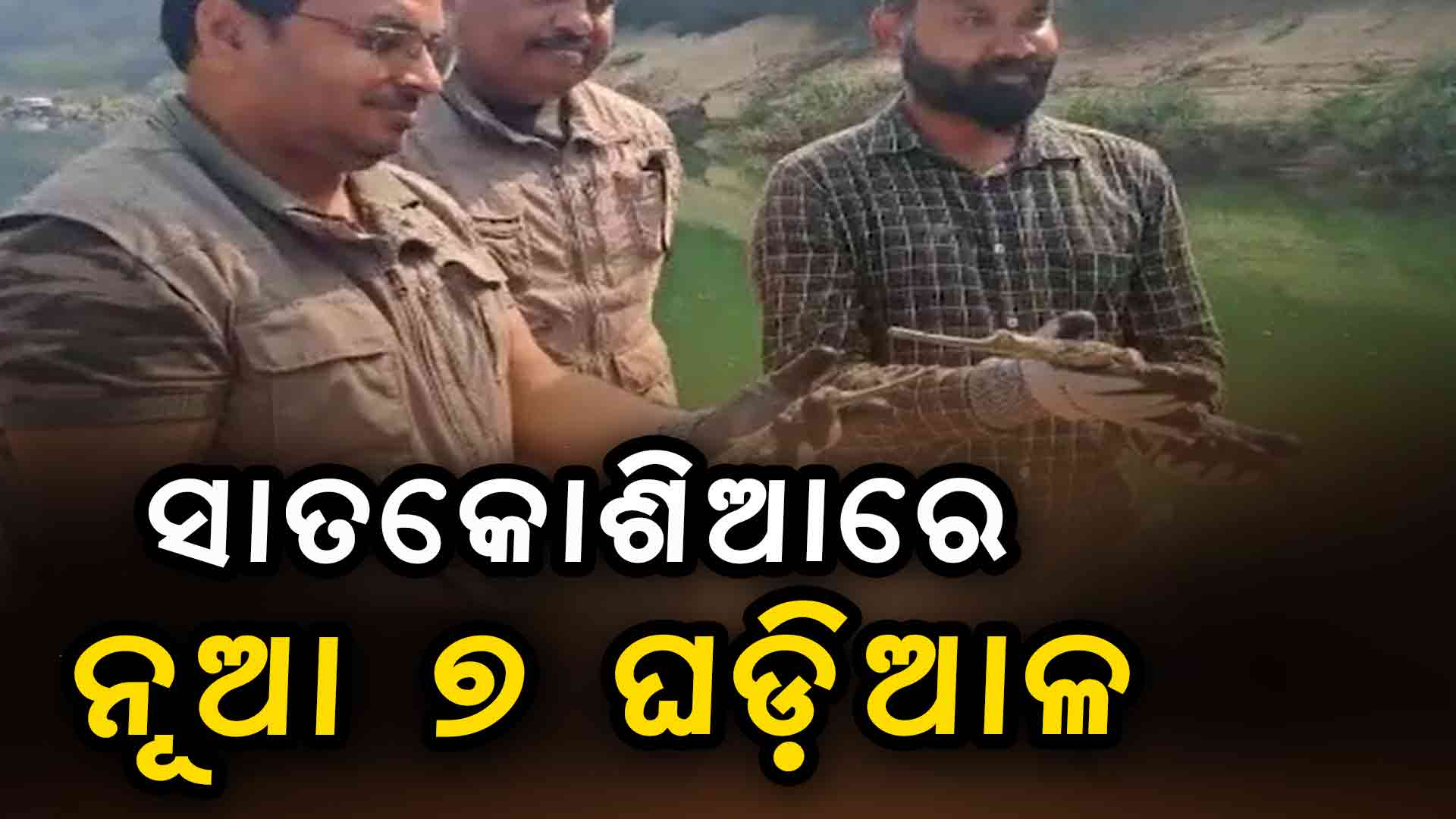 ସାତକୋଶିଆ ଗଣ୍ଡରେ ଛଡ଼ାଗଲା ୭ଟି ଘଡ଼ିଆଳ କୁମ୍ଭୀର