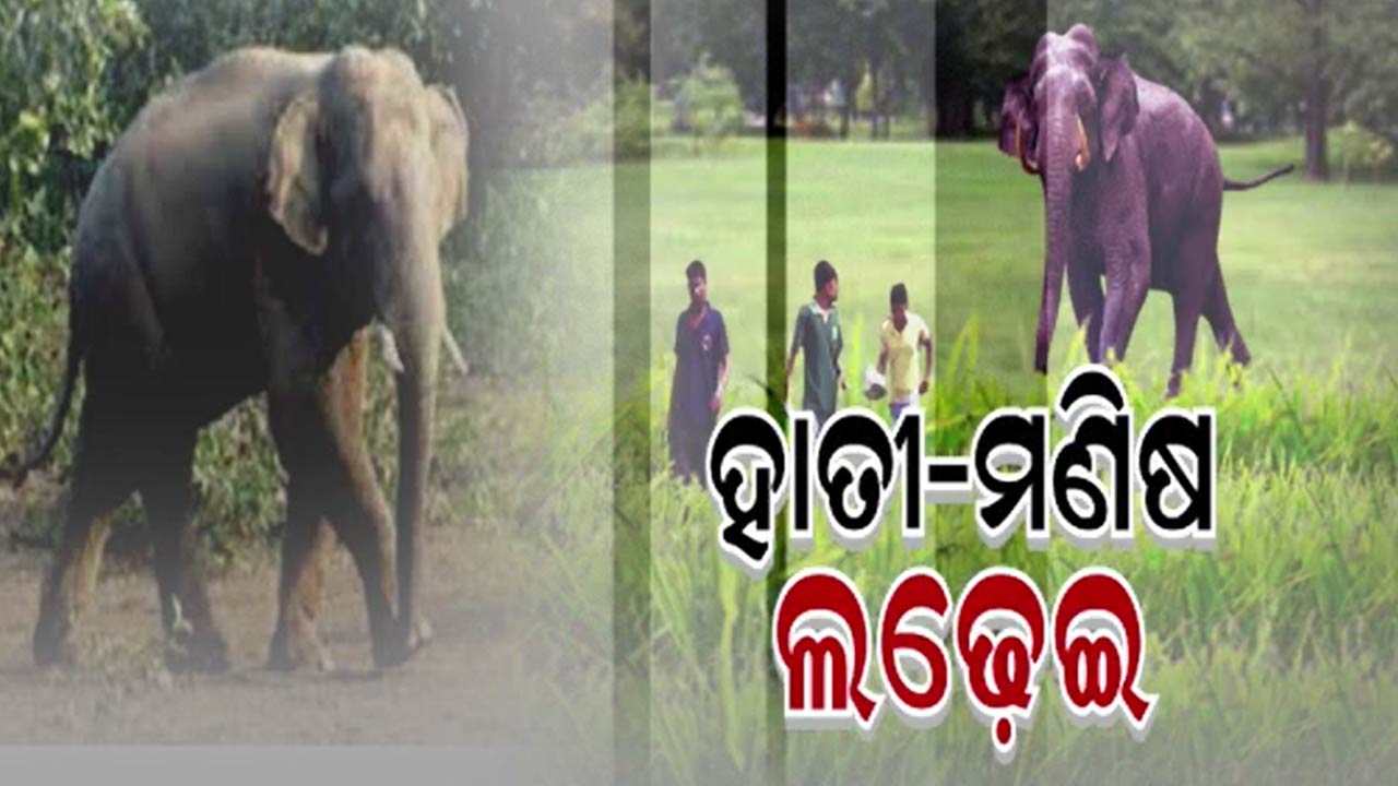 ସୋଲାର ବିଦ୍ୟୁତ ସଂସ୍ପର୍ଶରେ ଆସି ଦନ୍ତା ହାତୀ ମୃତ
