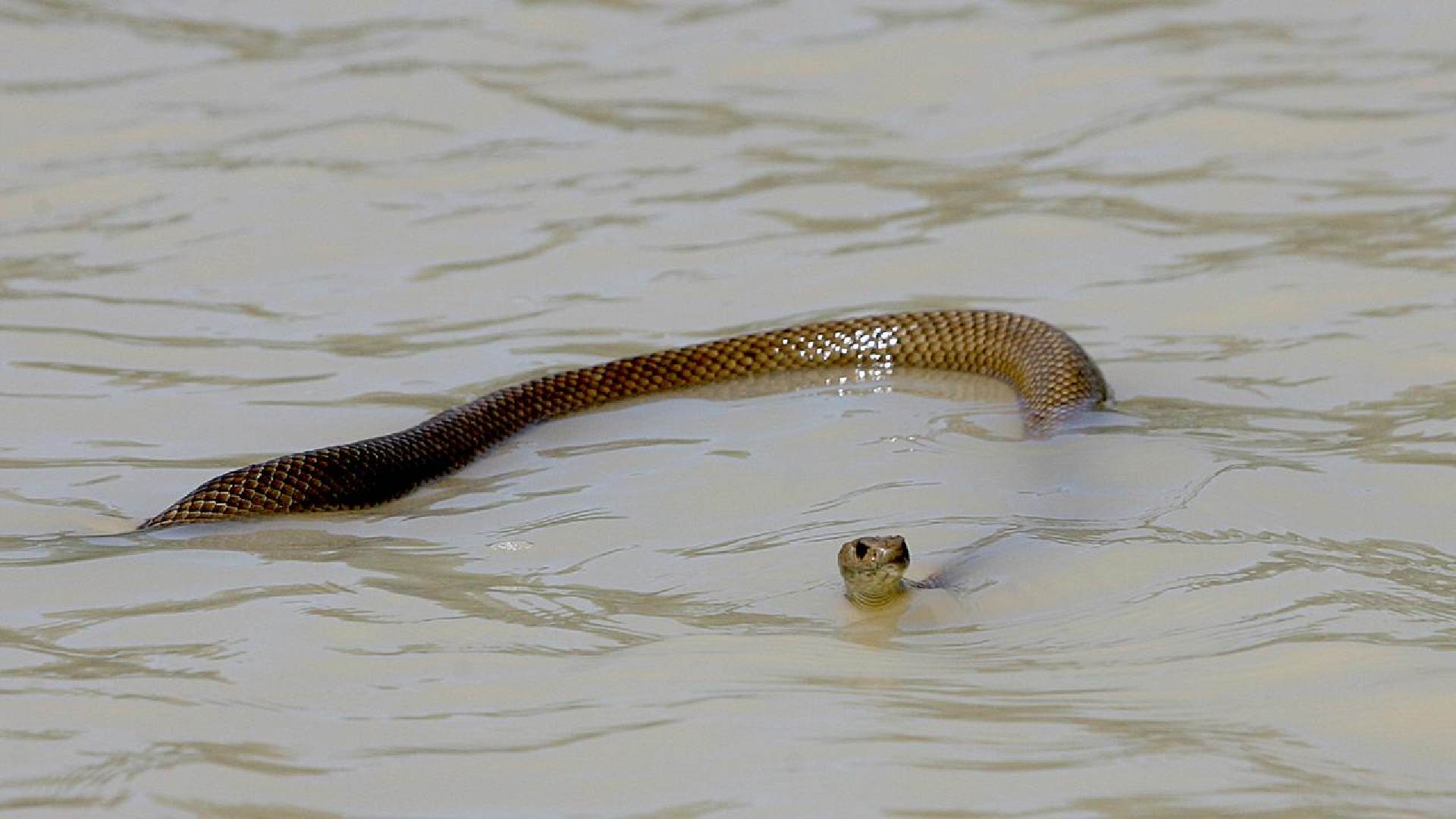 Snakebite Cases Soar in Odisha: Health Dept Issues Flood-Zone Alert