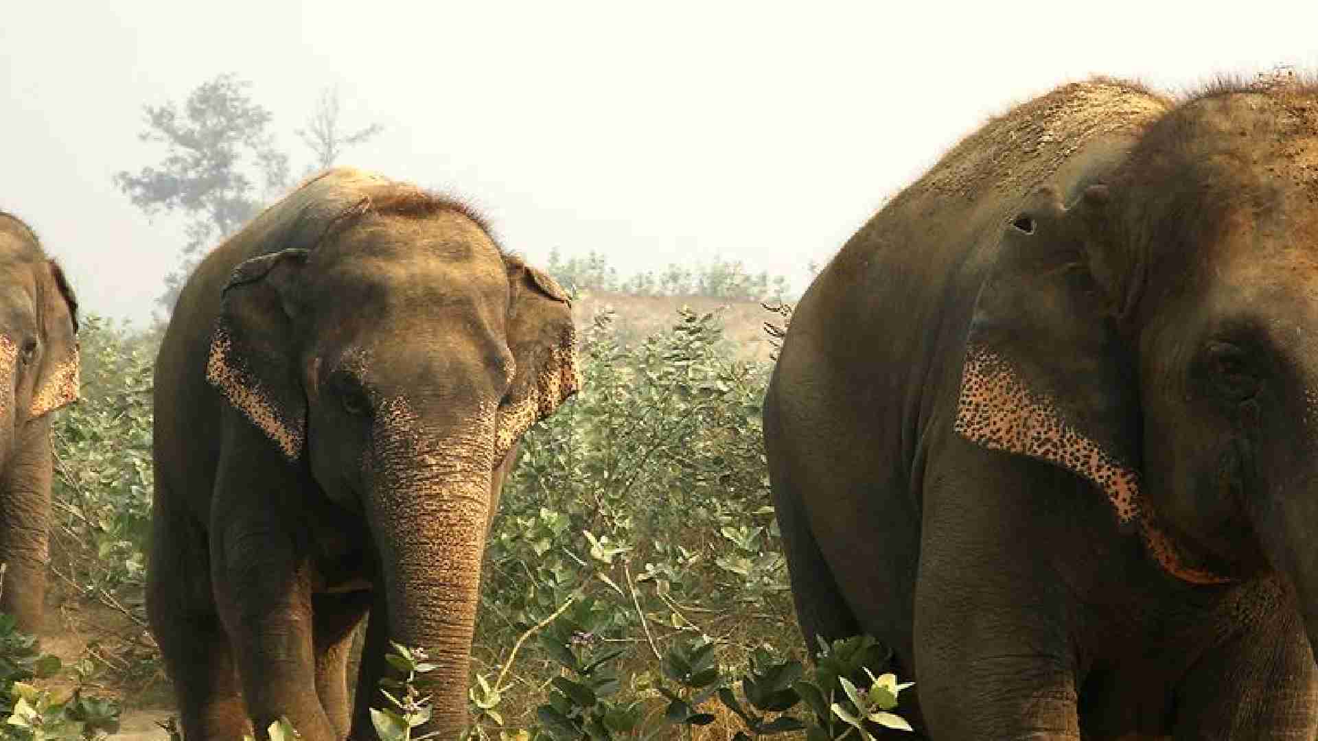 Odisha Minister Seeks Long-Term Plan To Curb Human-Elephant Conflict