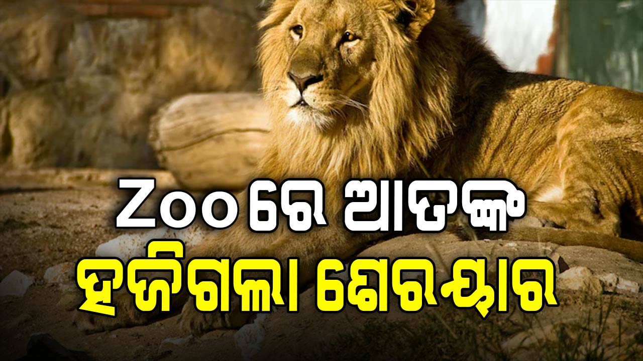 ରାତିସାରା ଆତଙ୍କ ପରେ ସଫାରି ଜୋନରୁ ମିଳିଲା ନିଖୋଜ ସିଂହ