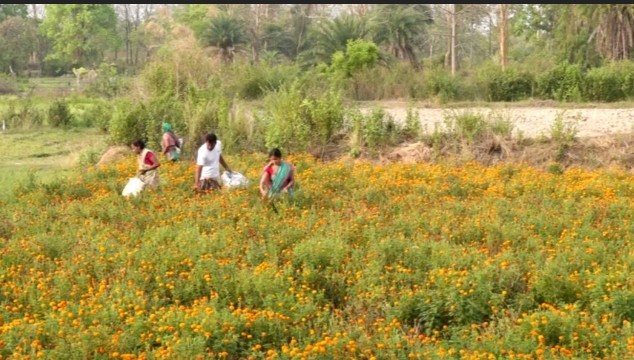 Diwali Blooms Bring Prosperity To Sambalpur’s Floriculturists