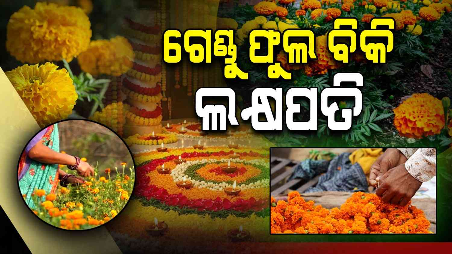 ଦୀପାବଳିରେ ଫୁଲ ବିକି ଲକ୍ଷପତି, ୮ ଲକ୍ଷ ଗେଣ୍ଡୁ ଚାରାରେ ୮ ଲକ୍ଷ ରୋଜଗାର କଲେ ଚାଷୀ