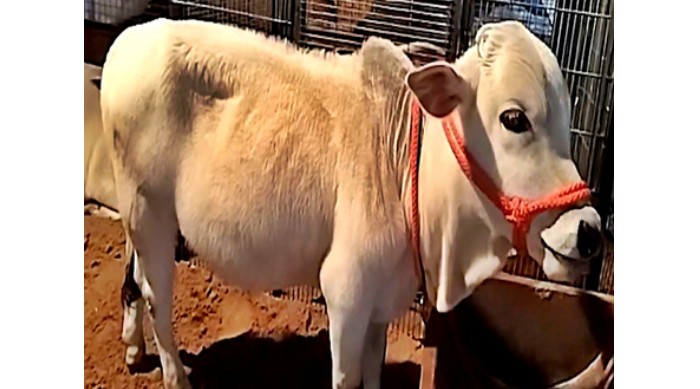 Tiny Punganur Cow Steals The Show at Pushkar Fair 2025