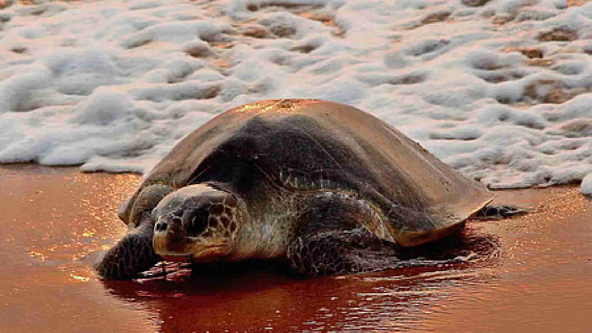 Odisha Imposes 7-Month Fishing Ban To Safeguard Olive Ridley Turtles