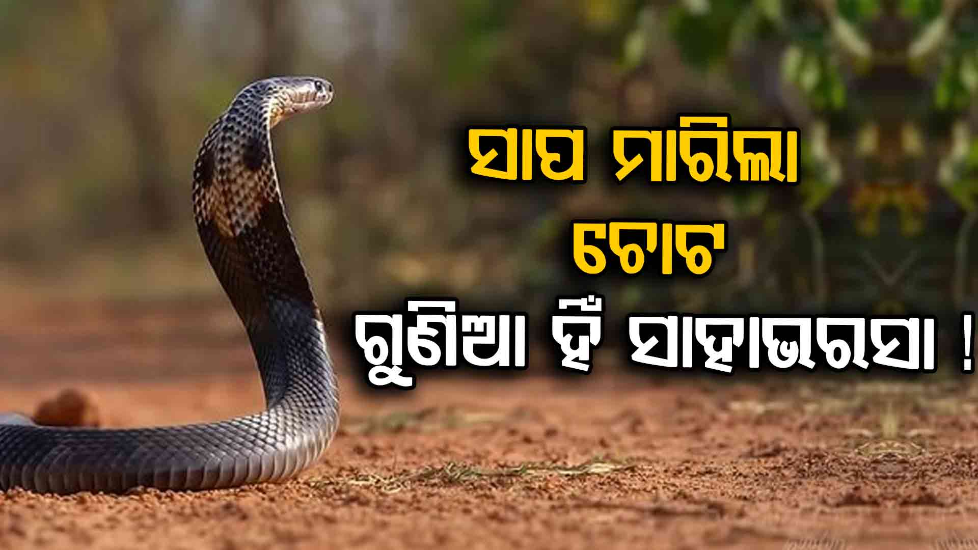 ଅନ୍ଧବିଶ୍ୱାସ ! ଗୁଣିଆକୁ ଭରସା କରି ଚାଲିଗଲା ପୁଅର ଜୀବନ 