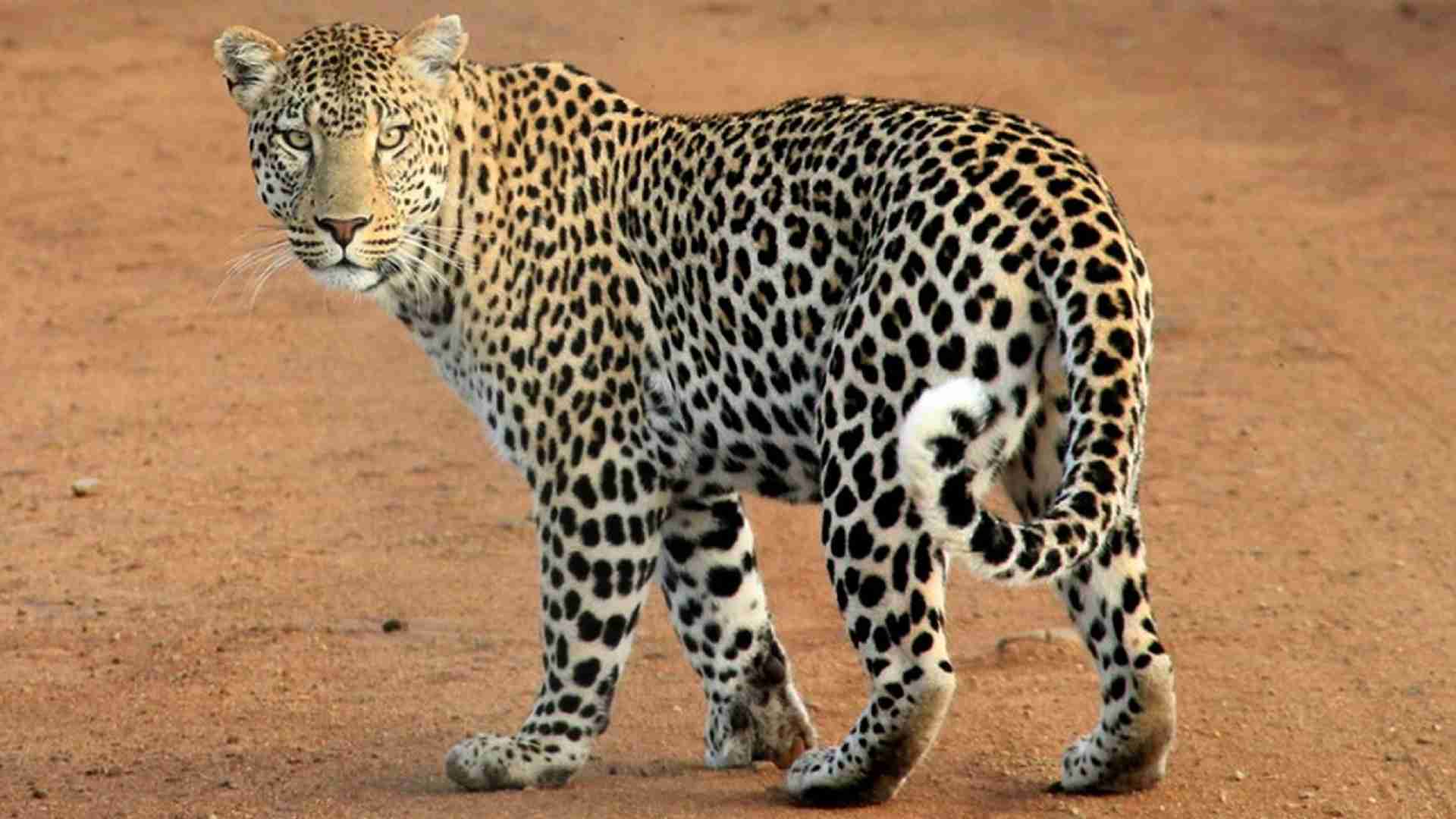 Leopard Enters Minister's House In Jaipur, Tranquilised After 2-Hour Chase
