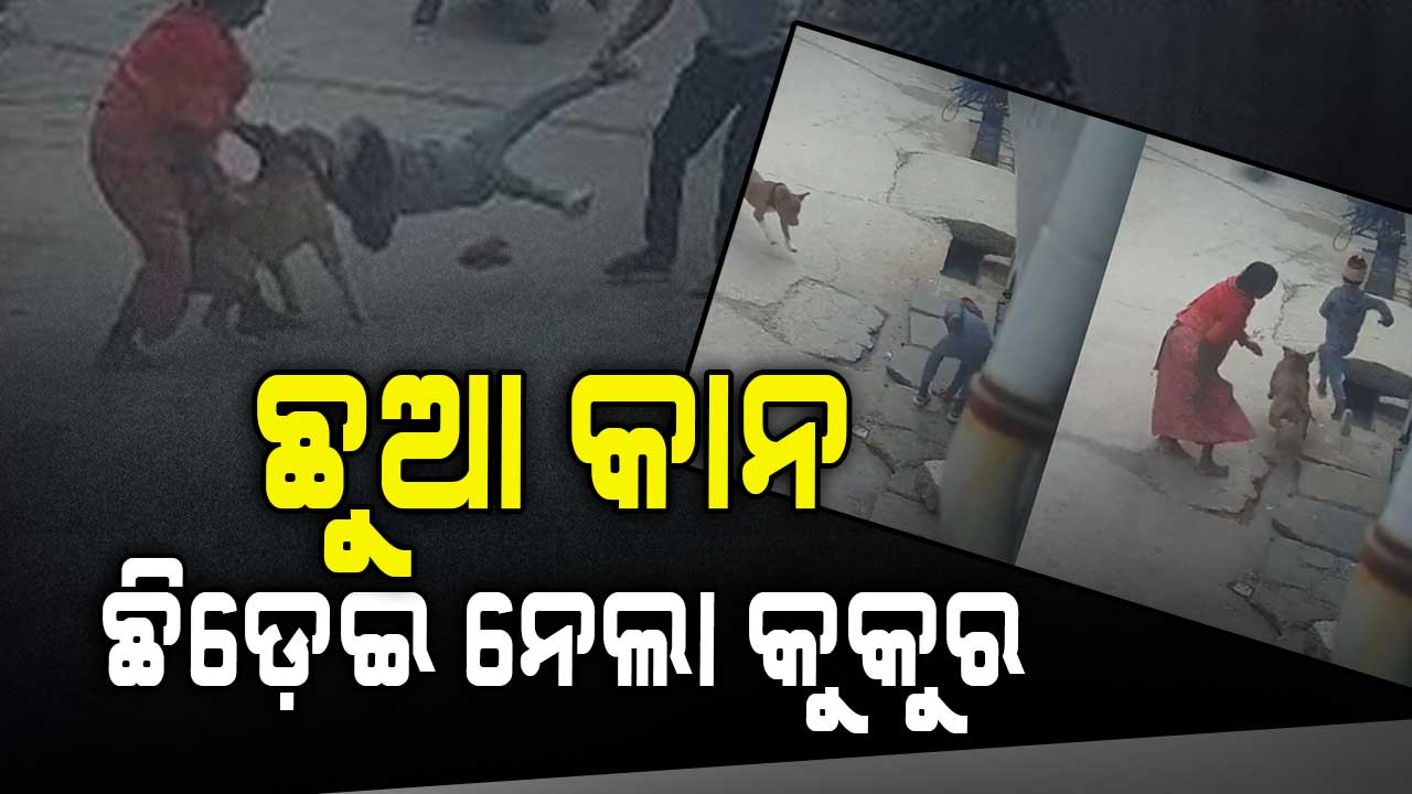 ଘର ଆଗରେ ଖେଳୁଥିବା ବେଳେ ୬ ବର୍ଷର ଛୁଆ କାନକୁ କାମୁଡ଼ି ଦେଲା କୁକୁର, ହରାଇଲେ ଶ୍ରବଣ ଶକ୍ତି
