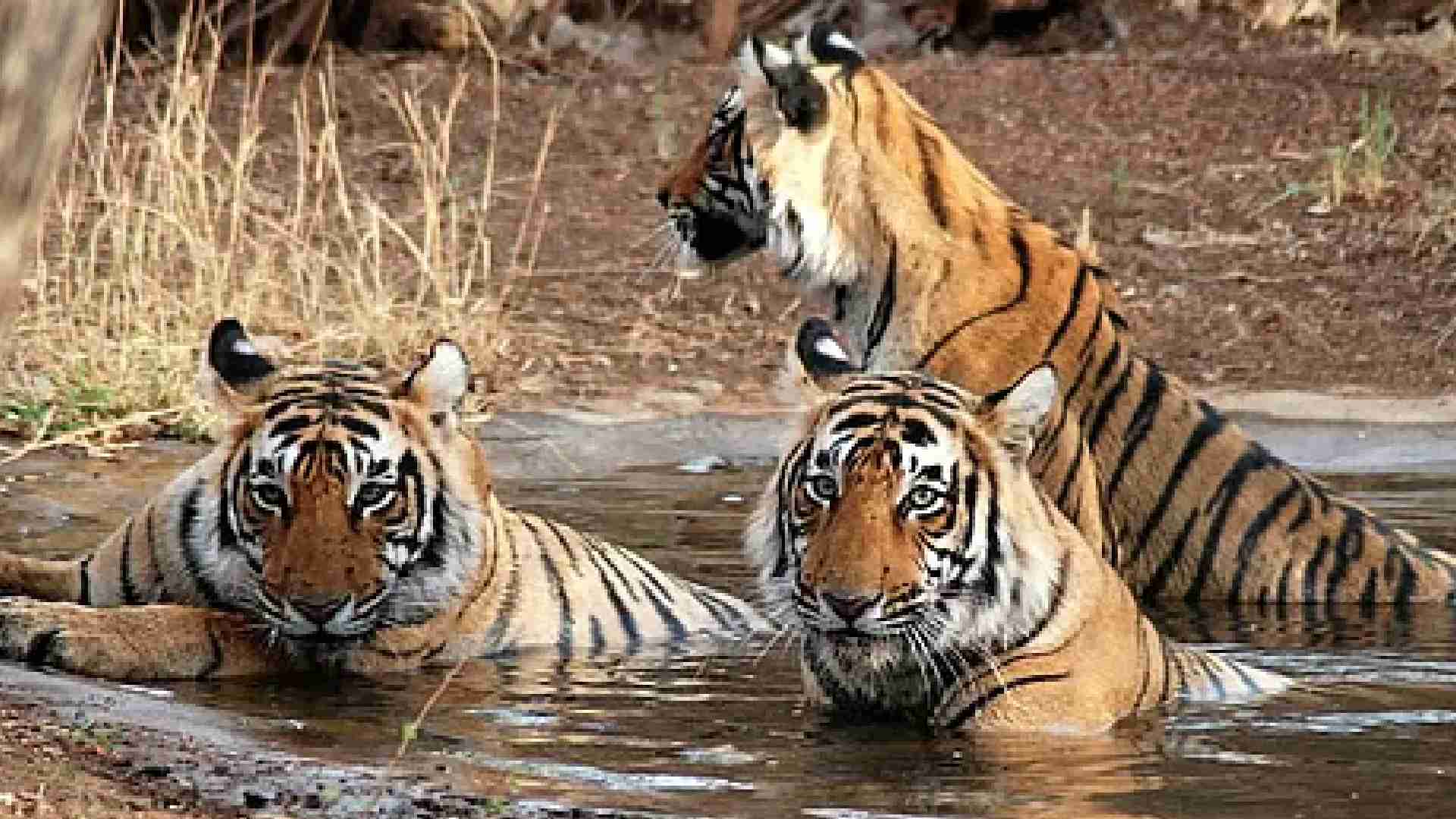 Odisha Sees Rise In Tiger Population