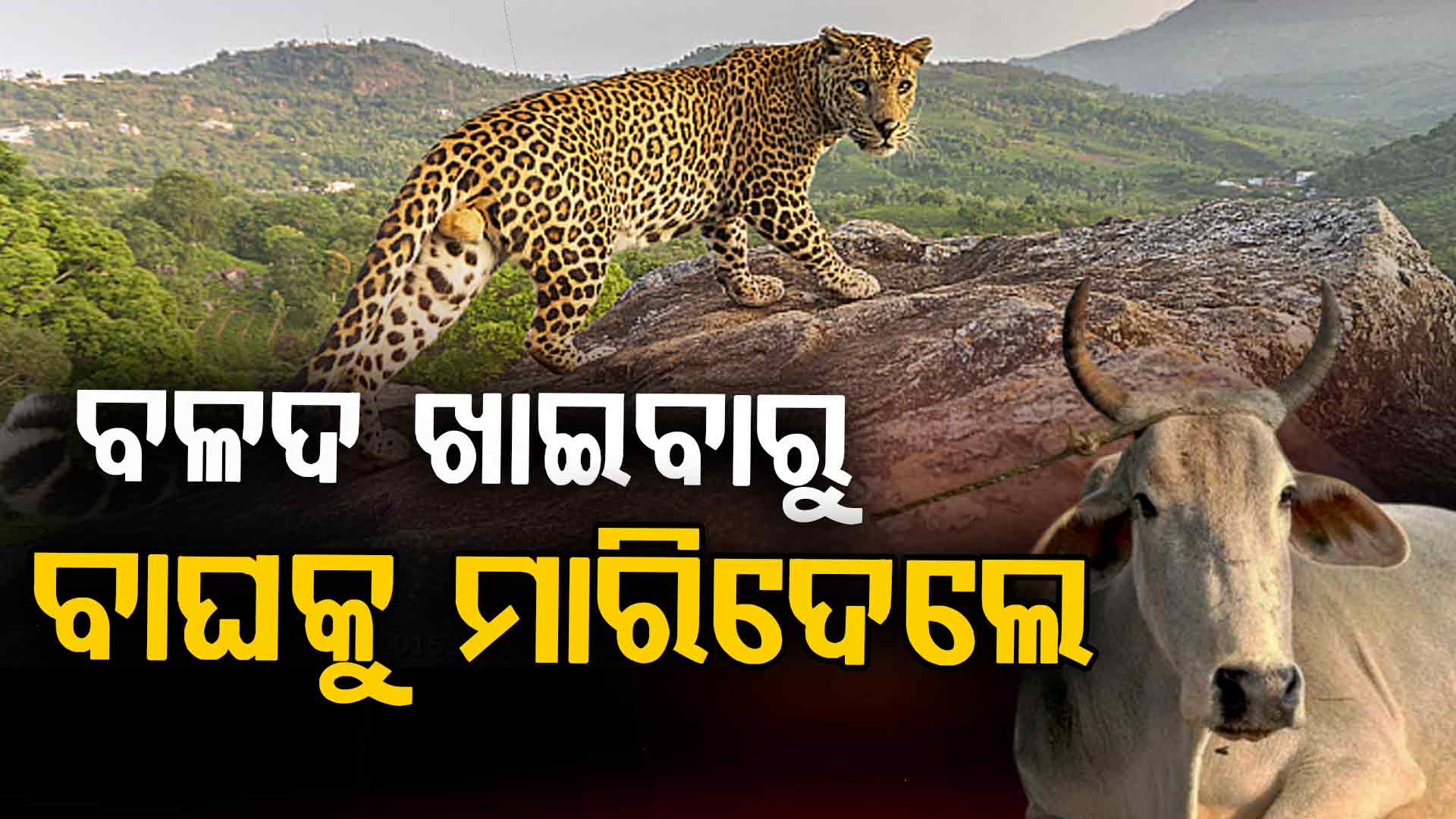 ବିଷ ଦେଇ ବାଘକୁ ମାରିଦେଲେ... ବଳଦକୁ ମାରିବାରୁ ପ୍ରତିଶୋଧ !