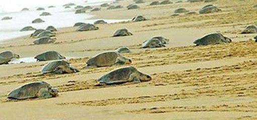Olive Ridley Mating Season Begins at Rushikulya Coast in Odisha