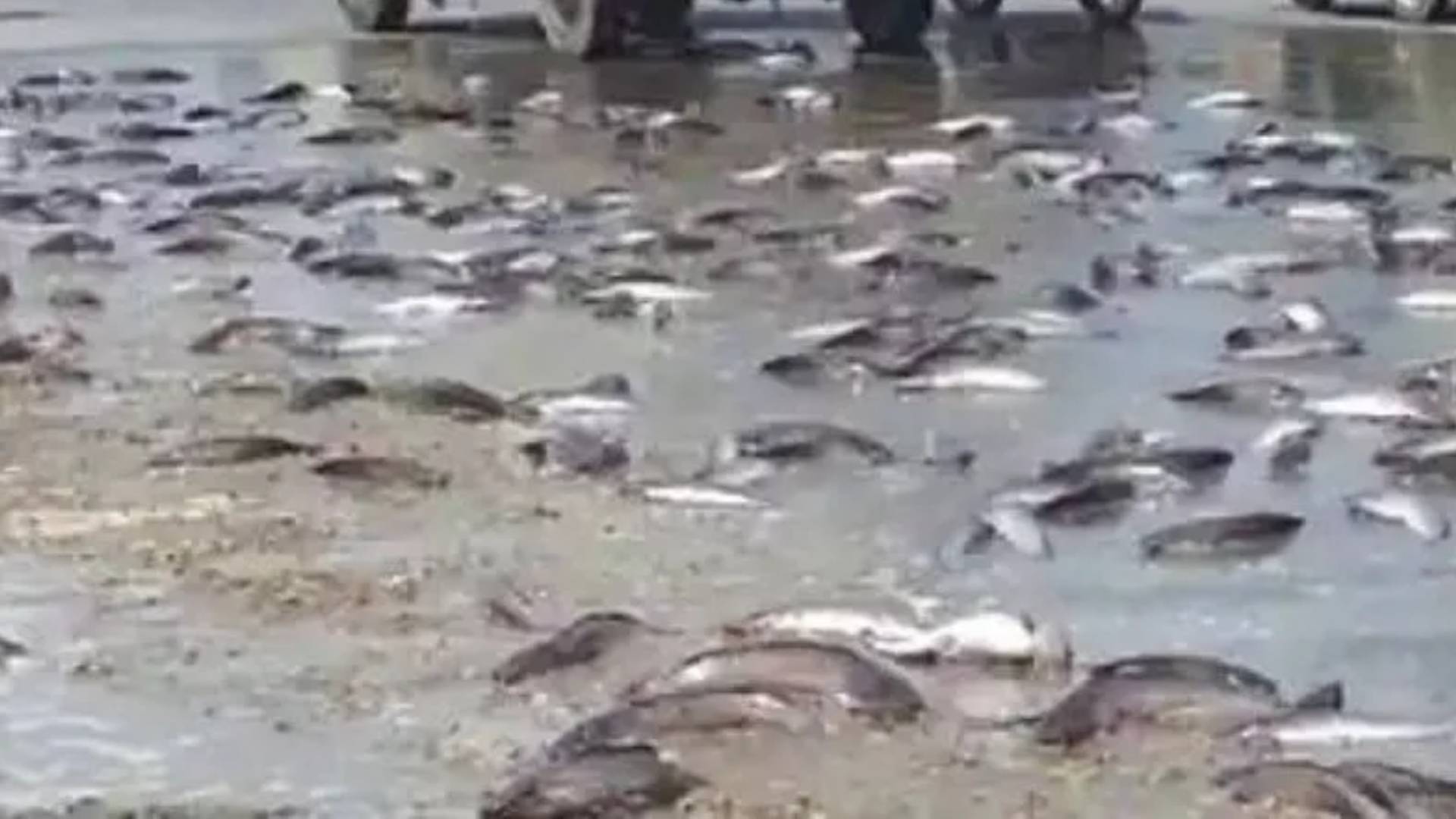 Fish-Laden Vehicle Overturns Near Satsang Vihar, Fish Spill Causes Traffic Chaos