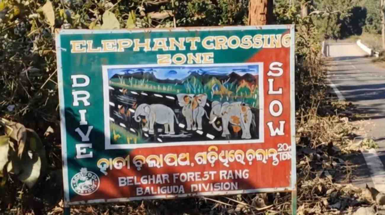 Belghar Elephant Death Case: Ranger Placed Under Suspension
