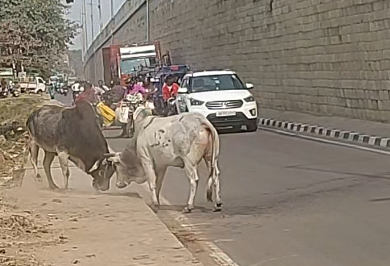 Bull Fight Disrupts Traffic on National Highway in Odisha's Ganjam District