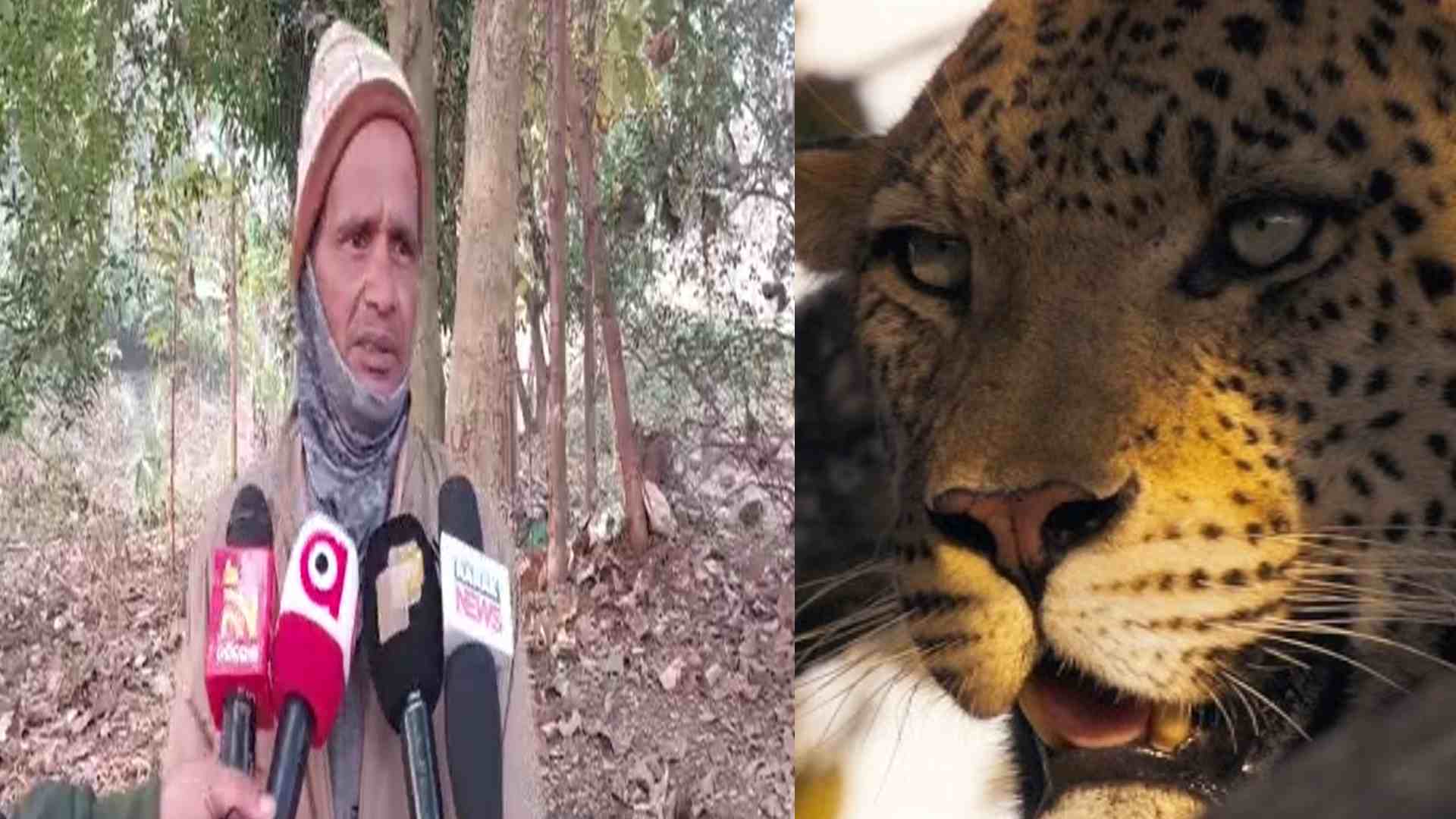 Man–Leopard Confrontation Turns Fatal in Narsinghpur’s Western Forest Belt