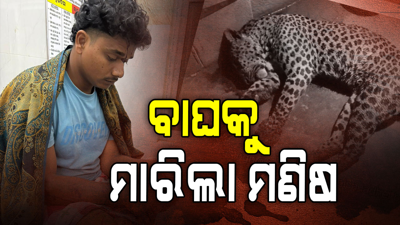 ମଣିଷ-ବାଘ ଲଢ଼େଇ, ଜିତିଲା ମଣିଷ  