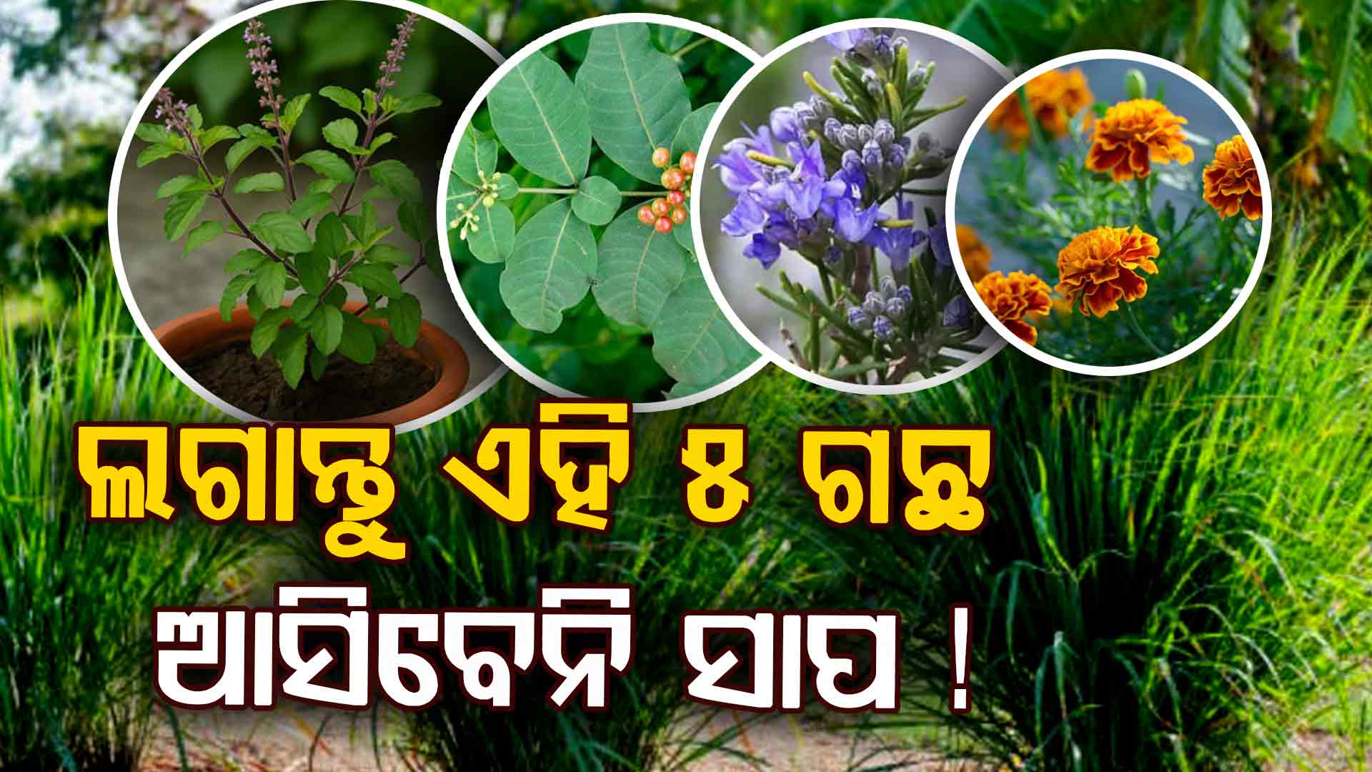 ବଗିଚାରେ ଏହି ୫ ଗଛ ଲଗାନ୍ତୁ, ପାଖ ମାଡ଼ିବନି ସାପ କି ଗୋଧୀ !