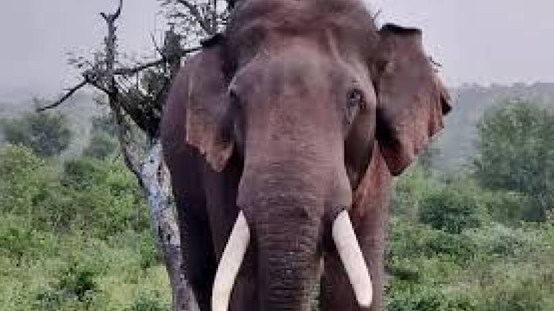 Radio Collar Fitted On Chandaka’s Tusker After 48-Hour Operation