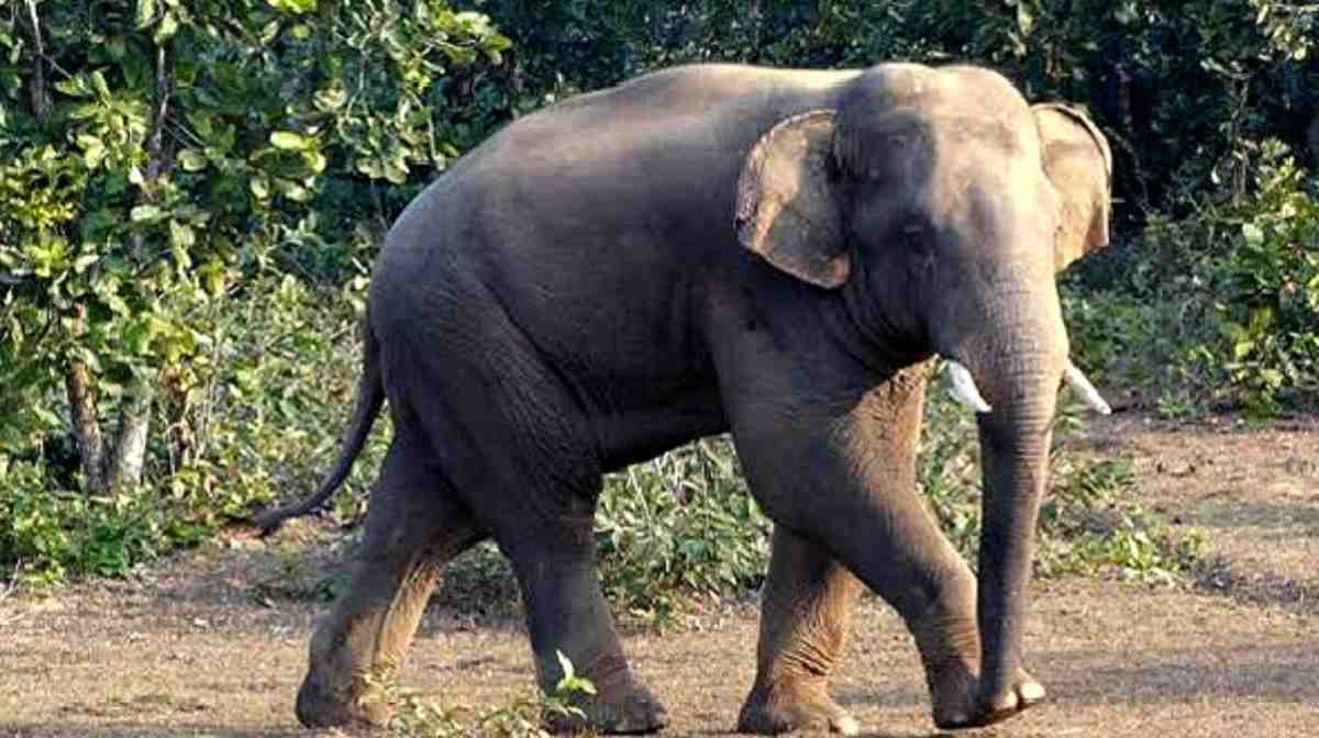 Couple Trampled To Death By Wild Elephant In Ganjam