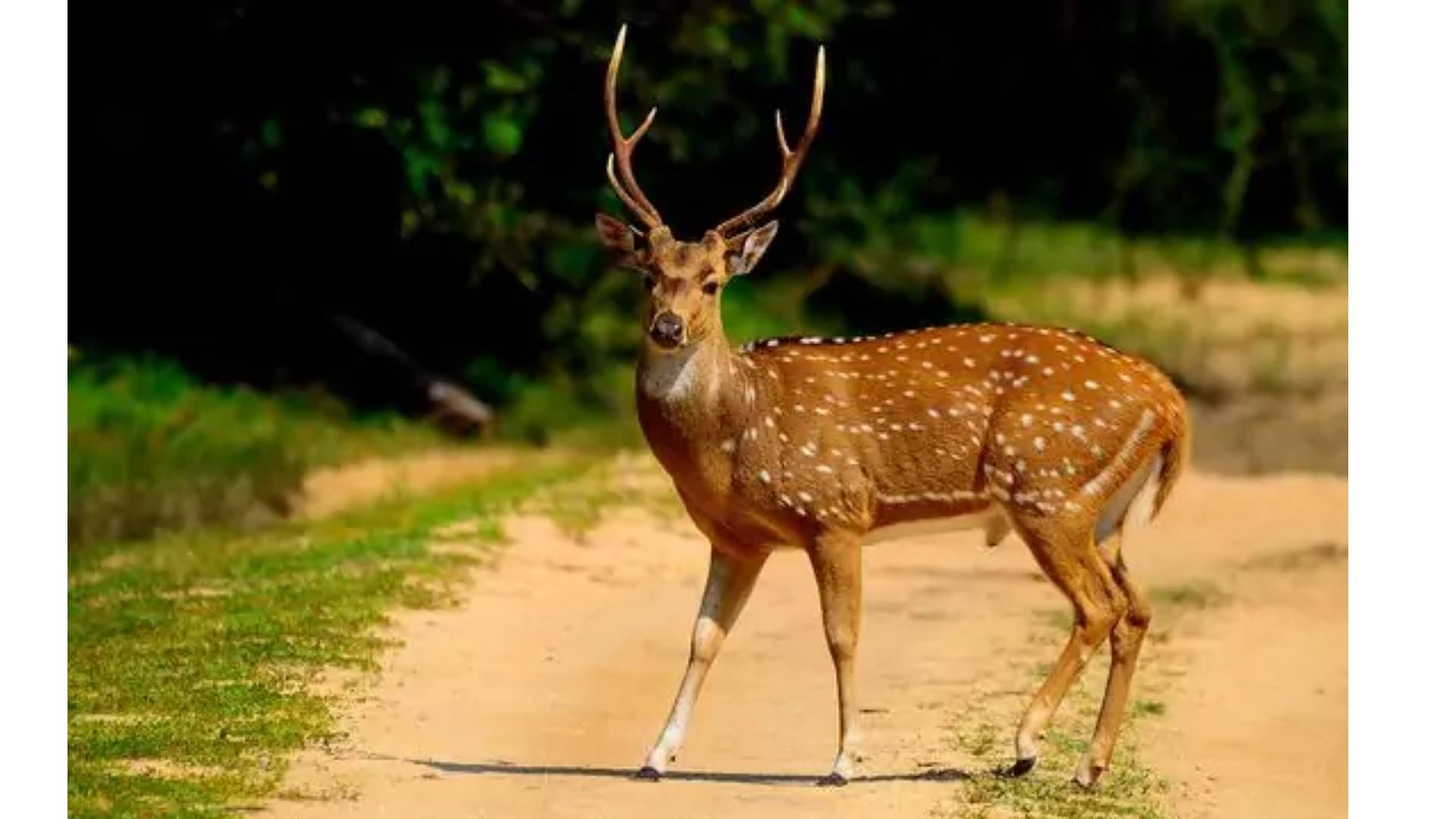Breaking News: Deer Injured After Being Hit By Speeding Car Near Puri’s Balukhanda Sanctuary