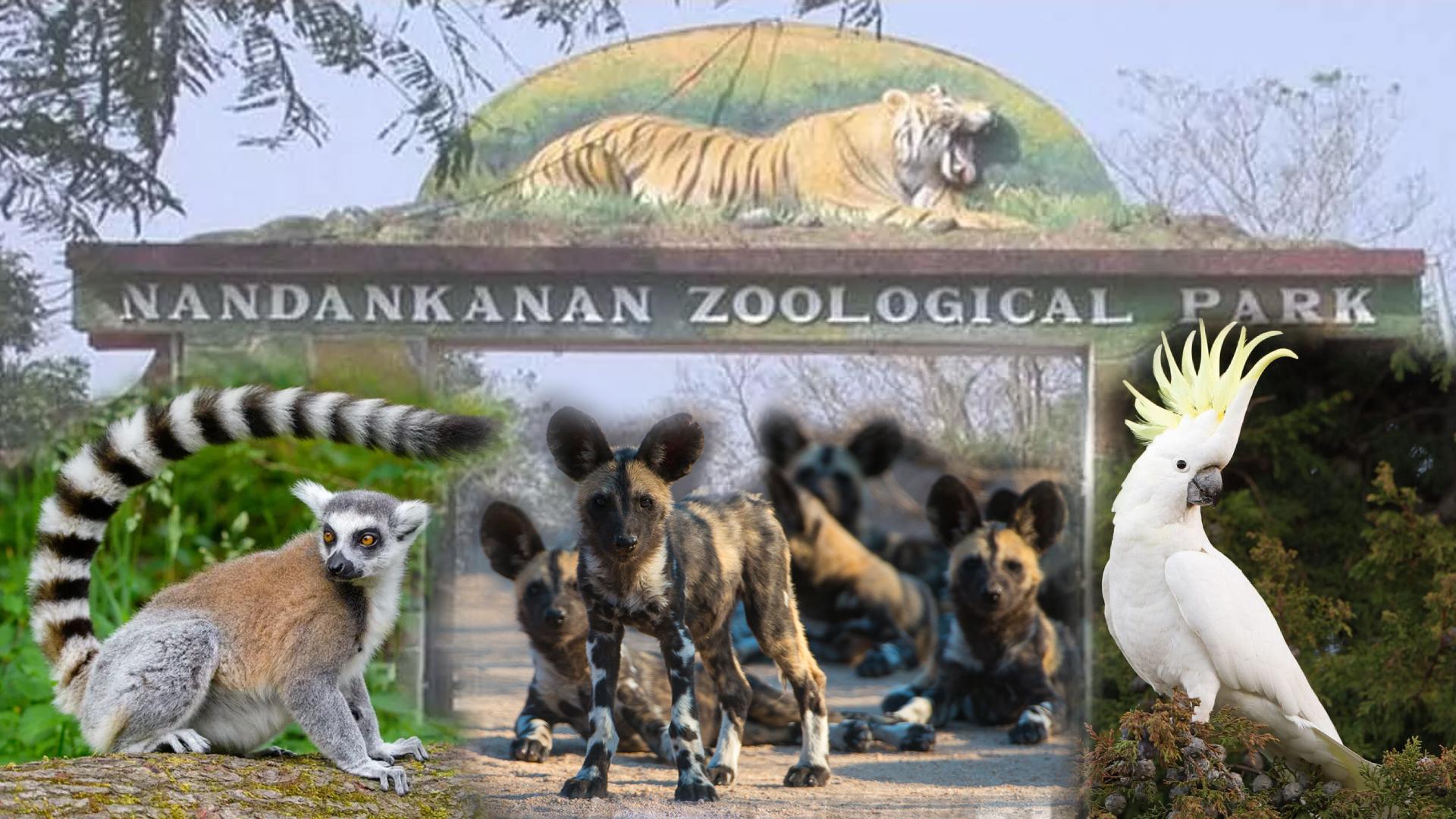 Breaking News: Nandankanan Zoo Welcomes Ring-Tailed Lemurs and Others in Animal Exchange