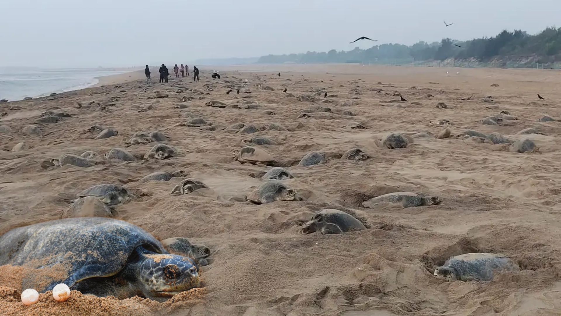 Breaking News: Two Lakh Olive Ridley Turtles Nest at Rushikulya Coast in Odisha