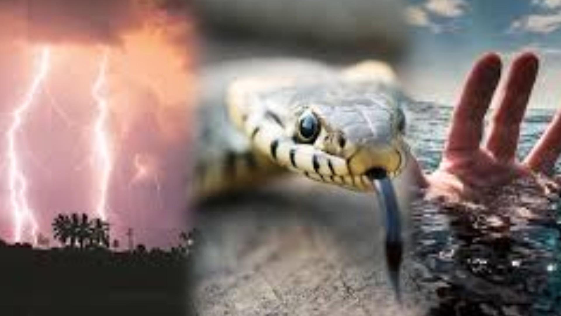 6,578 Died Due To Lightning, Drowning, Snakebites In Odisha Over Two Years: Minister