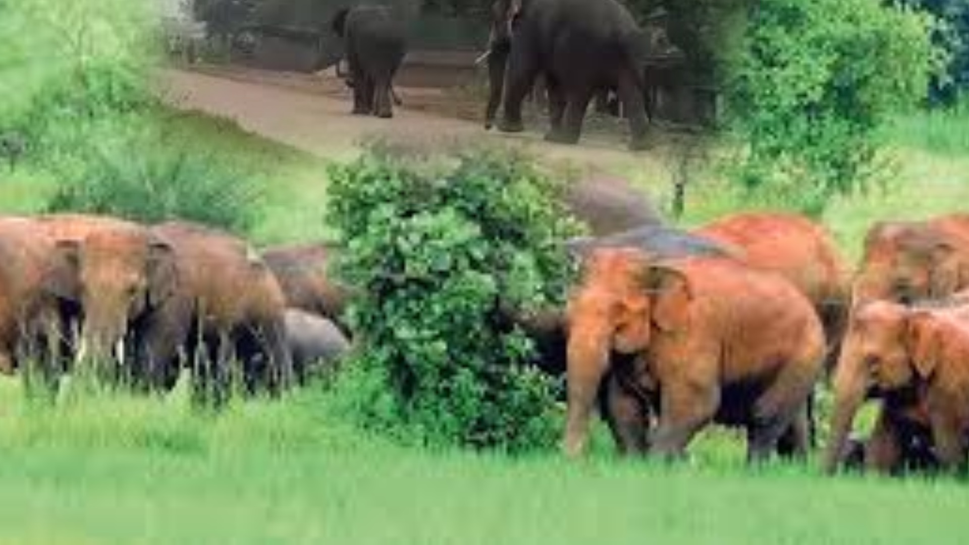 Human-Elephant Conflicts Claim 706 Lives, 432 Elephants Dead In Odisha In Five Years