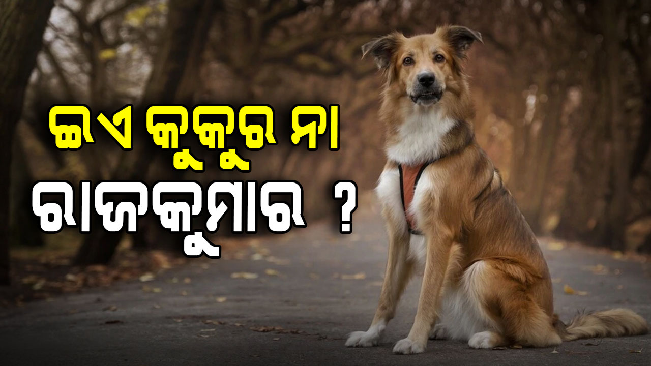 କୁକୁର ଯାଉଛି 'ସ୍କୁଲ', ମାସକୁ ଖର୍ଚ୍ଚ ହେଉଛି 1.6 ଲକ୍ଷ ଟଙ୍କା