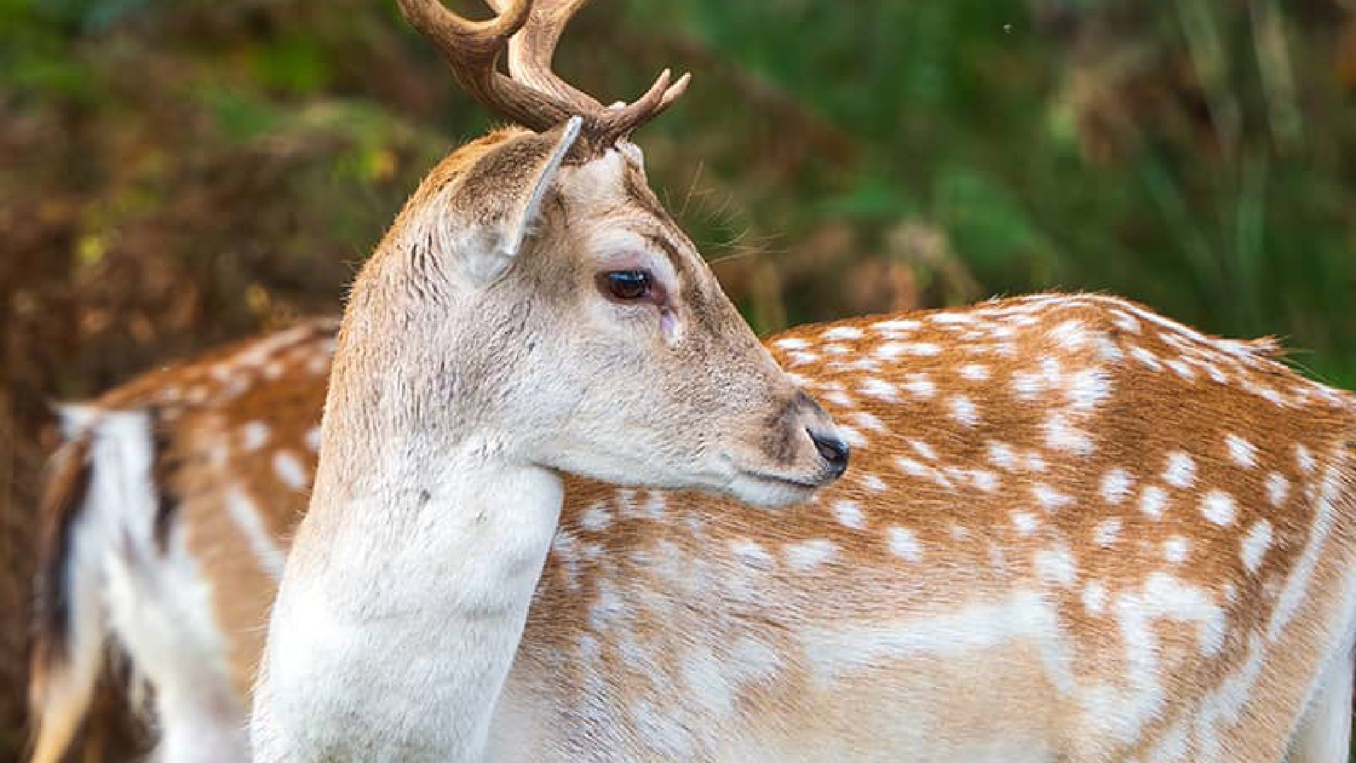 Rare Deer in Paradip Sparks Panic, Rescue Delayed