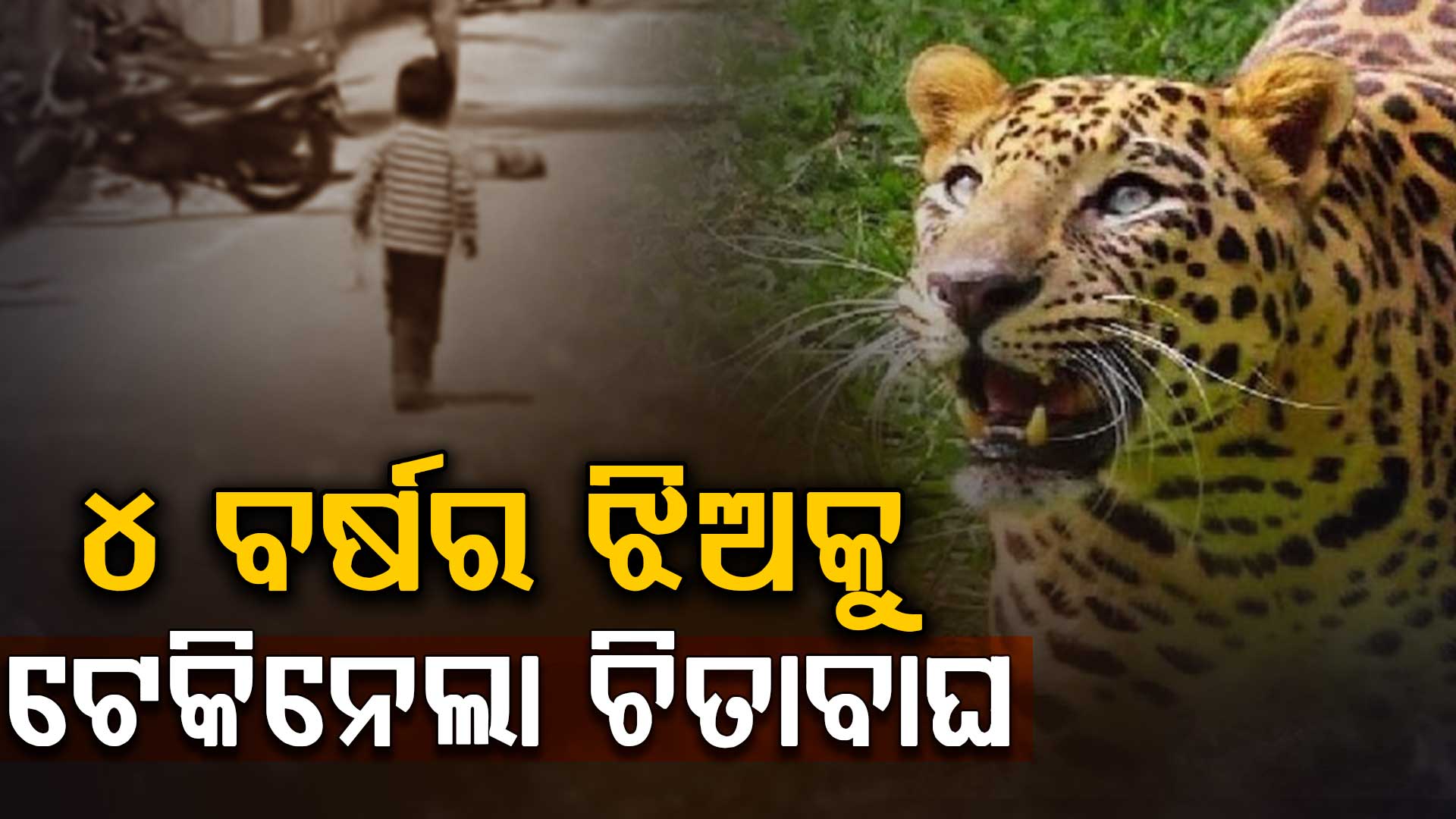 ଘରେ ଖାଉଥିବାବେଳେ ୪ବର୍ଷର ଝିଅକୁ ଟେକିନେଲା ଚିତାବାଘ ଆଉ ତା'ପରେ ଘଟିଲା ଏମିତି...