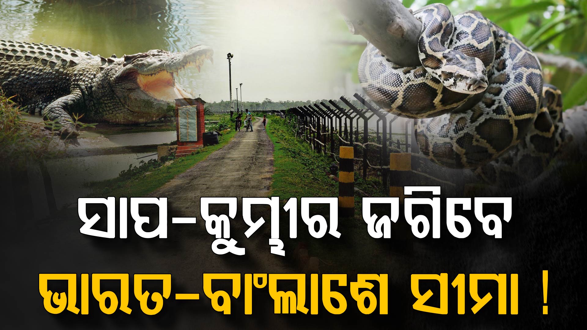 ଯବାନ ନୁହେଁ ସାପ-କୁମ୍ଭୀର କରିବେ ସୀମା ସୁରକ୍ଷା! କ'ଣ ରହିଛି BSF Plan