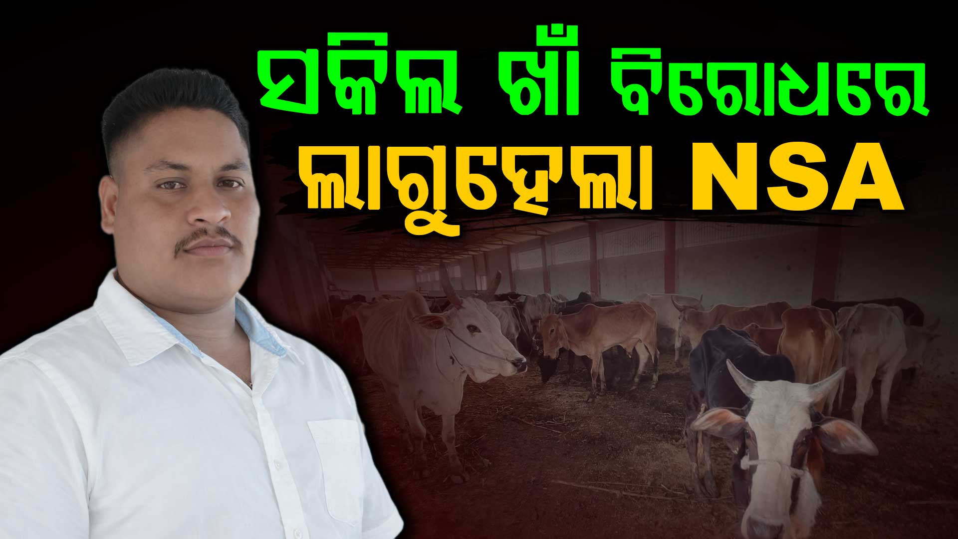 ରାଜ୍ୟରେ ଭାଙ୍ଗୁଛି ଗୋ-ମାଫିଆଙ୍କ ଗଡ଼, ଧରା ହେଉଛନ୍ତି ଆଉ ସମ୍ପତ୍ତି ବି ହେଉଛି ଜବତ