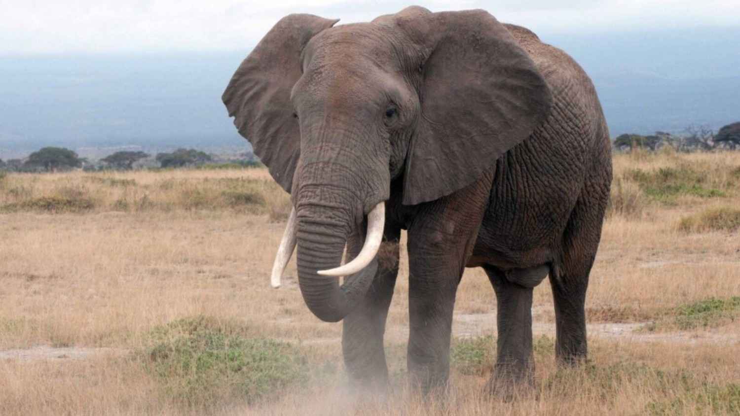 Two Trampled to Death by Wild Elephant in Angul