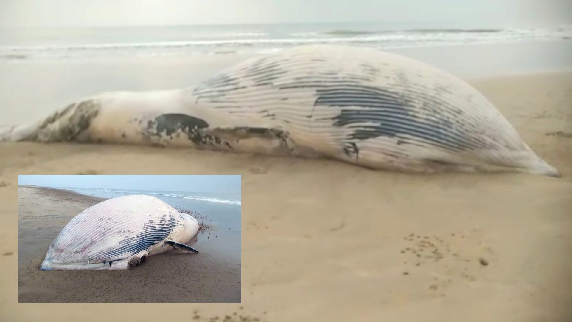 Rare Blue Whale Carcass Washes Ashore at Rajnagar Coast