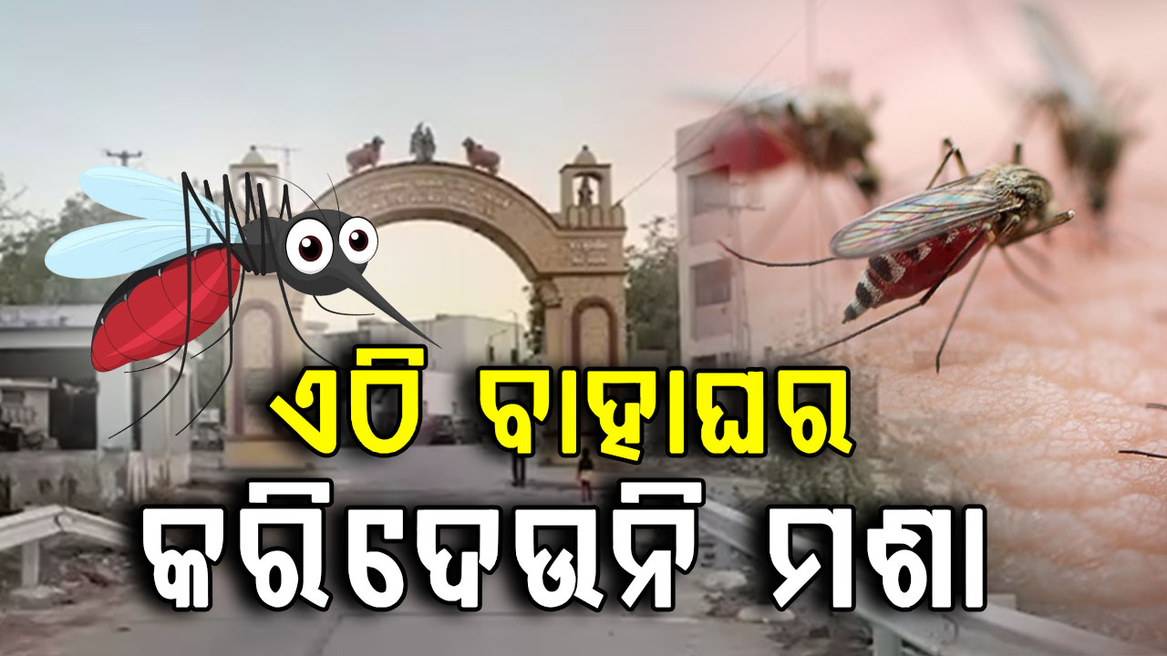 'ବିବାହ ପାଇଁ କେହି ଝିଅ ଦେଉନାହାନ୍ତି', ମଶା ଯୋଗୁଁ ଚିନ୍ତାରେ ପୂରା ଗାଁ