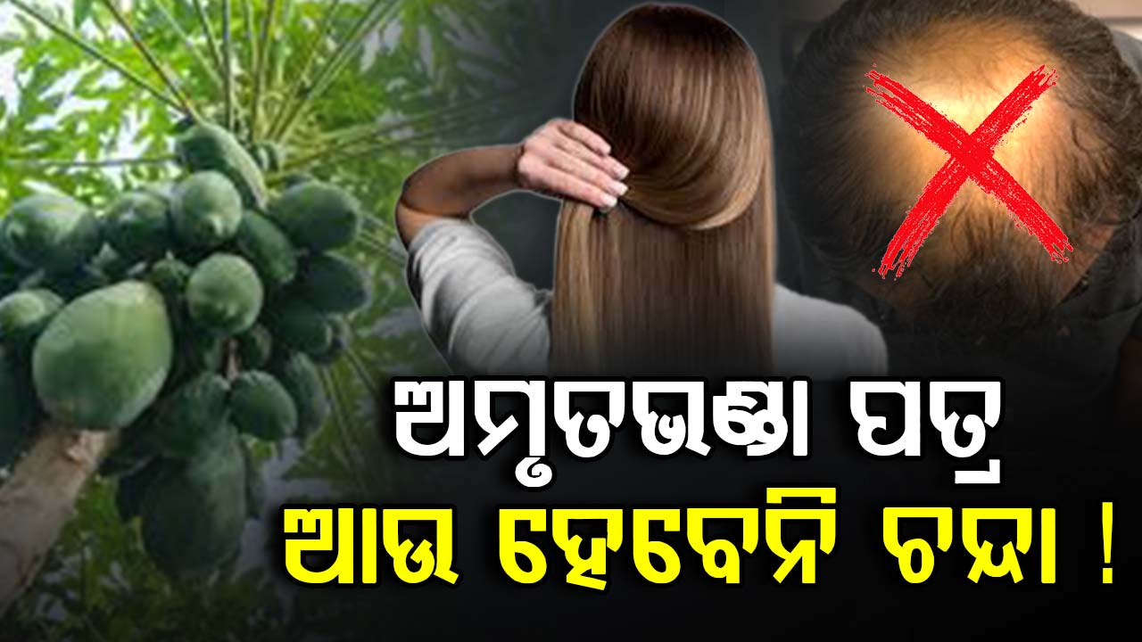 ଆଉ ଝଡିବନି କେଶ: ସପ୍ତାହରୁ ୨ ଥର ଲଗାନ୍ତୁ ଅମୃତଭଣ୍ଡା ପତ୍ର, ହେବ ଚମତ୍କାର...