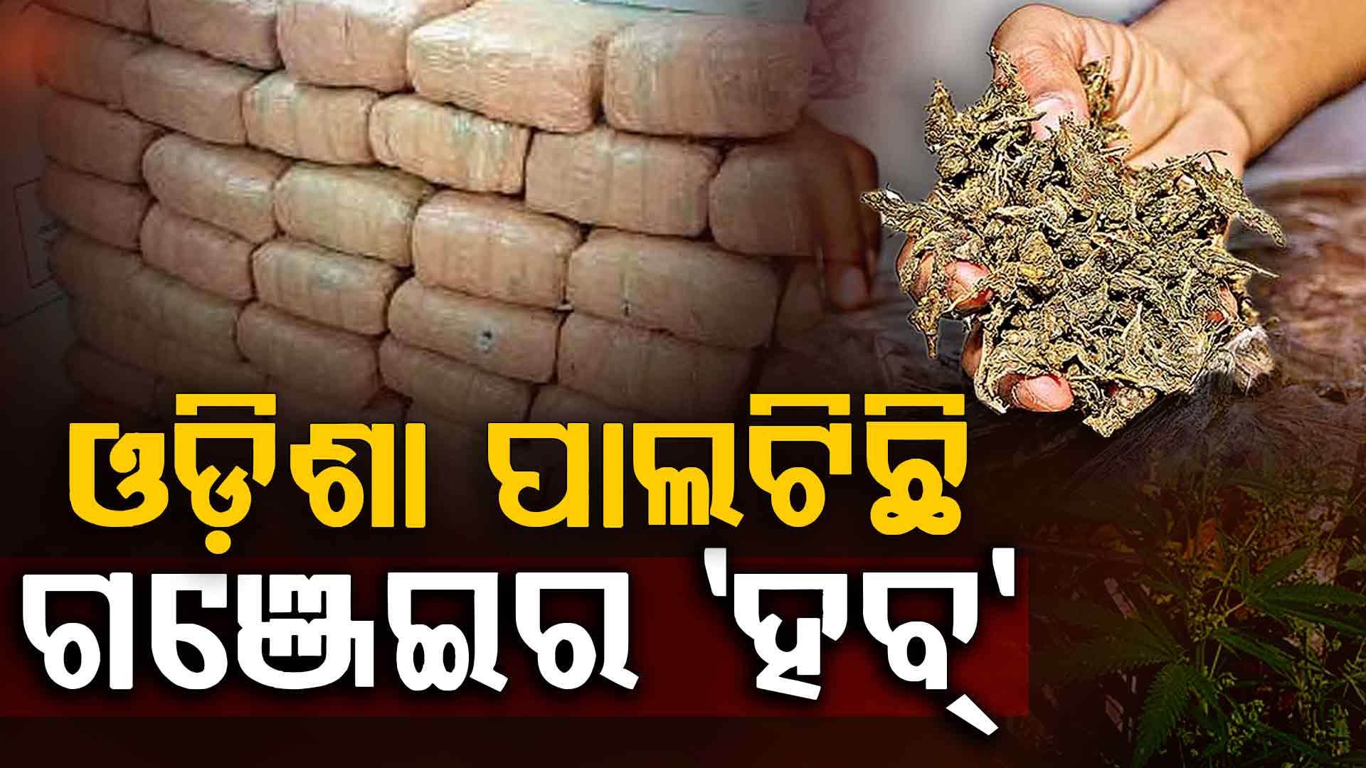 ବାହାରେ ବଢୁଛି ଓଡ଼ିଶା ଗଞ୍ଜେଇର ଡିମାଣ୍ଡ, ଶିକ୍ଷାନୁଷ୍ଠାନ ଉପରେ ମାଫିଆଙ୍କ ନଜର