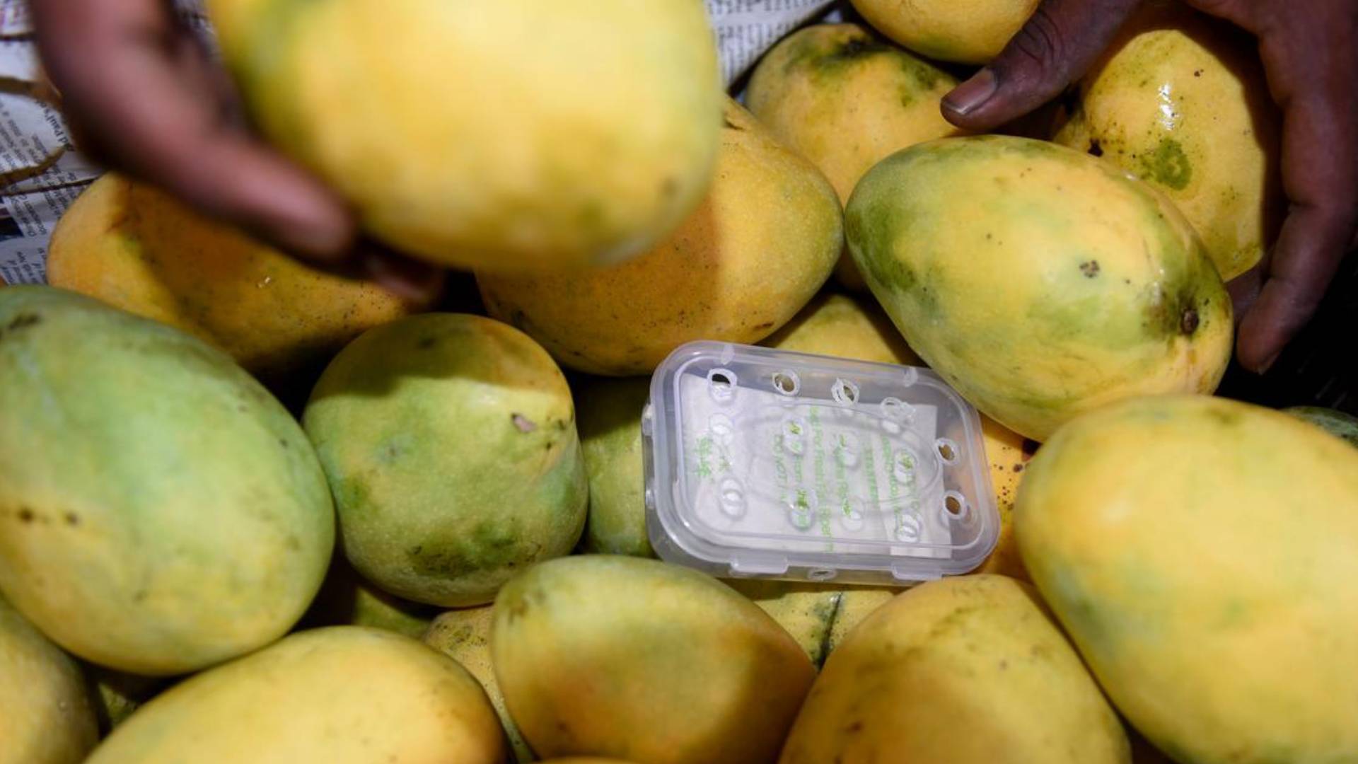 FSSAI Issues Strict Guidelines Against Artificial Fruit Ripening Chemicals